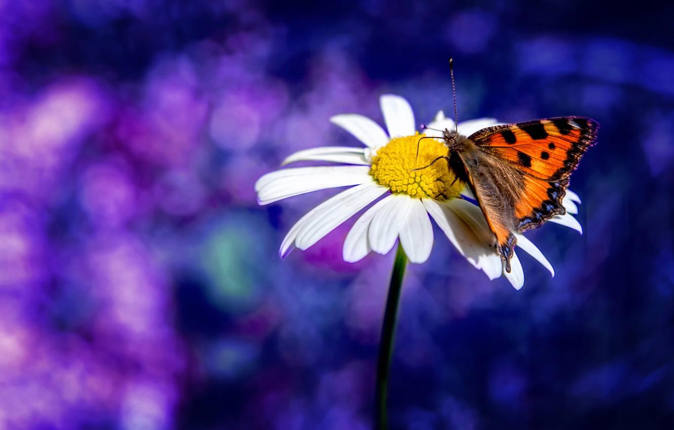 Wallpaper butterfly, blur, Daisy, bokeh image for desktop