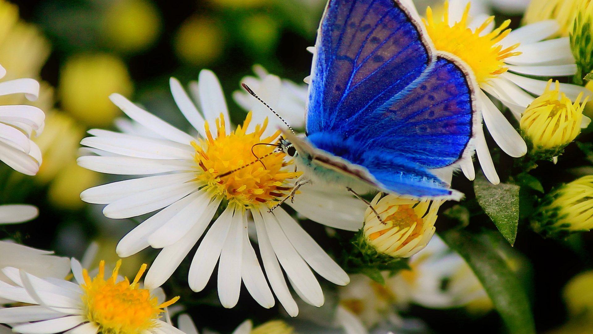 Flowers Daisies Nature Butterfly Pretty Beautiful Beauty