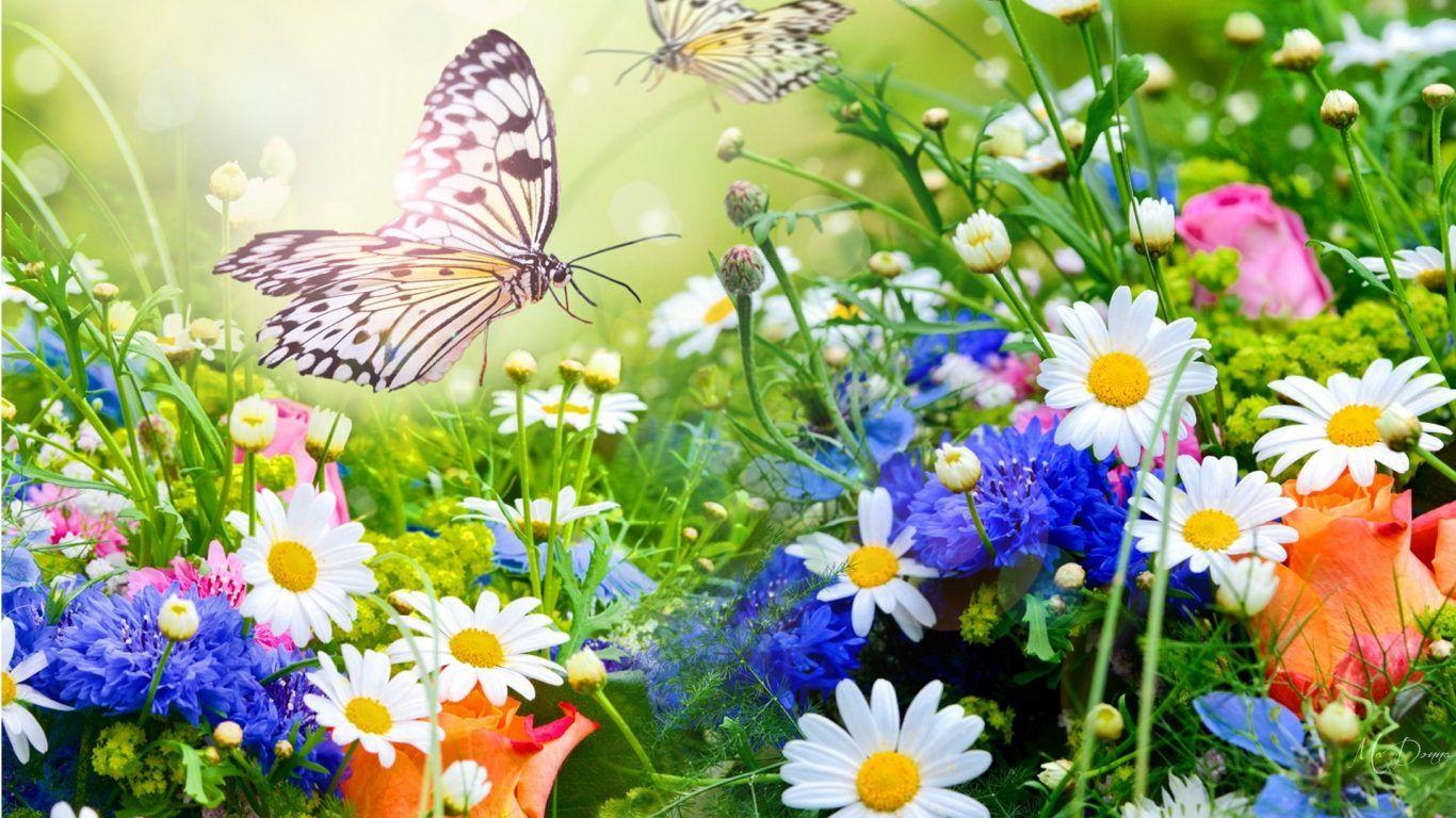 Daisies And Butterflies Wallpapers - Wallpaper Cave