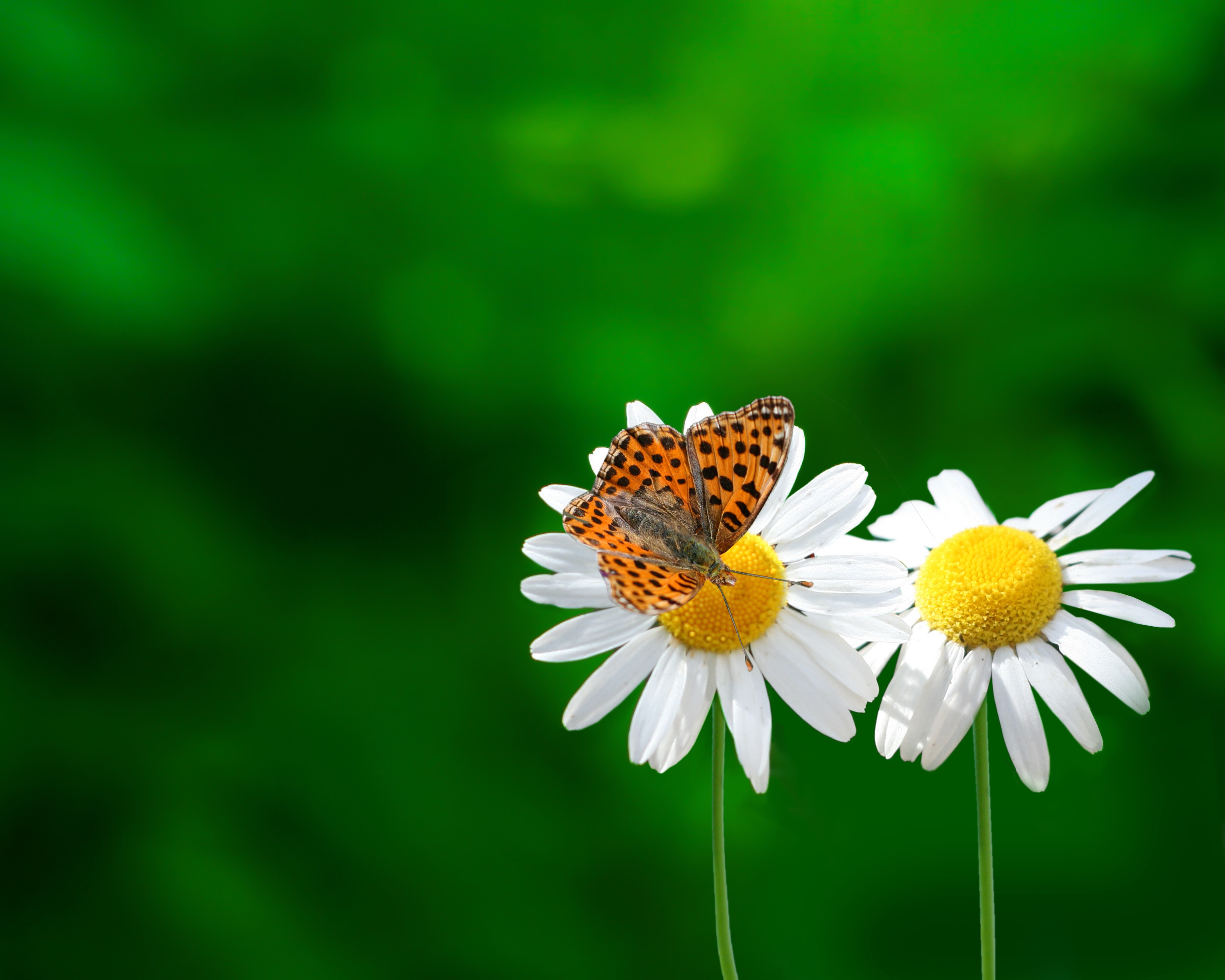 2631 butterfly on daisy desktop background. Daisy flower
