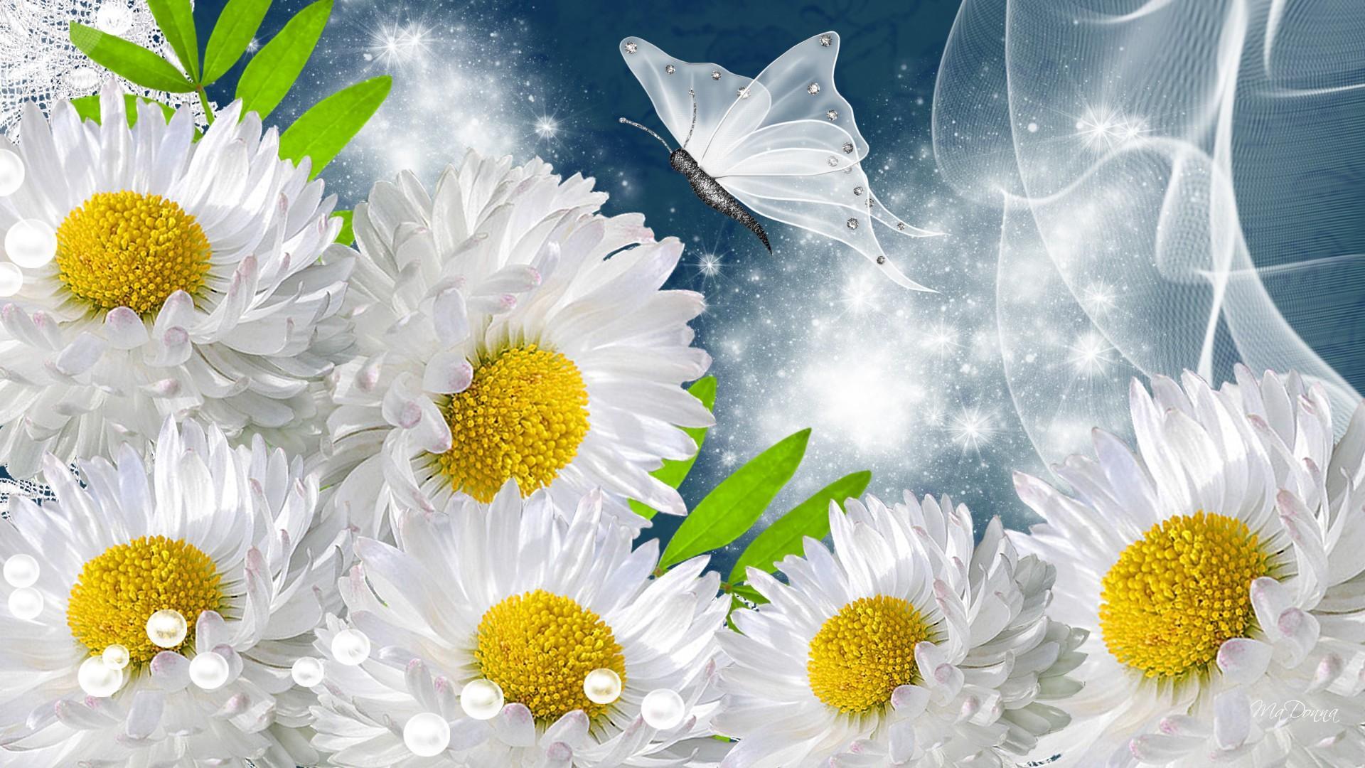 W/ John Perez wallpaper. Butterfly and daisies