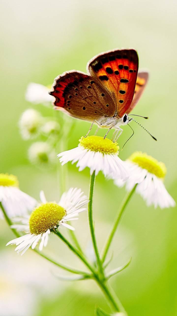 butterfly daisy Wallpaper