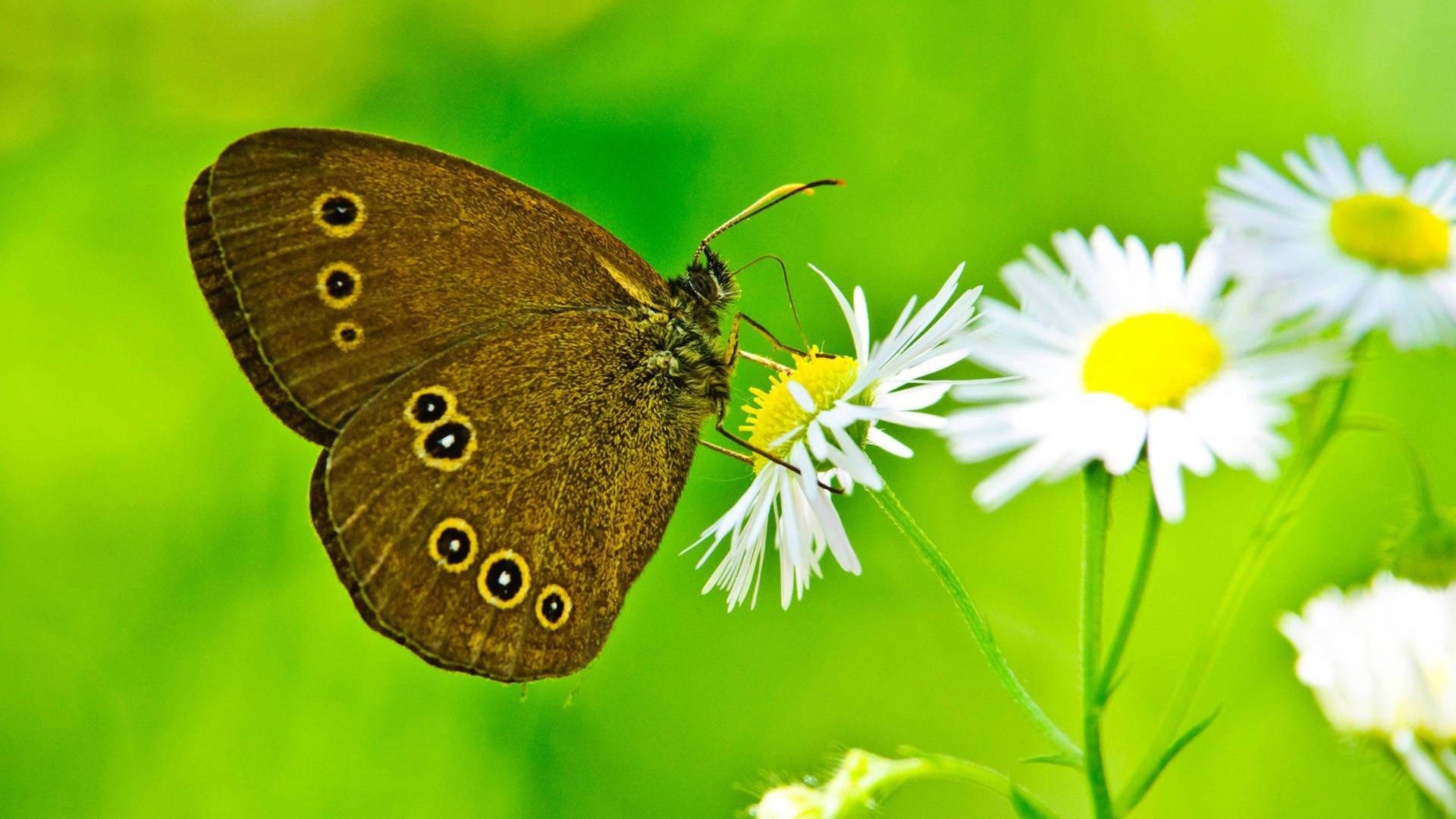 butterfly, On, Daisies Wallpaper HD / Desktop and Mobile