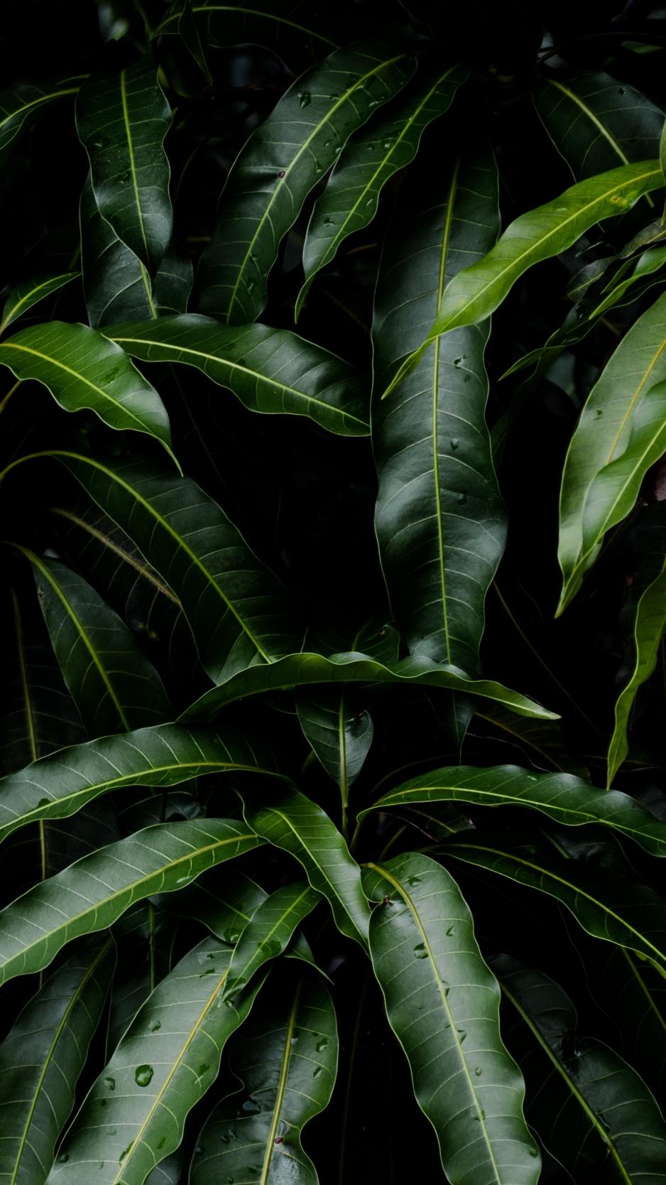 Download wallpaper 938x1668 leaves, green, plant, mango