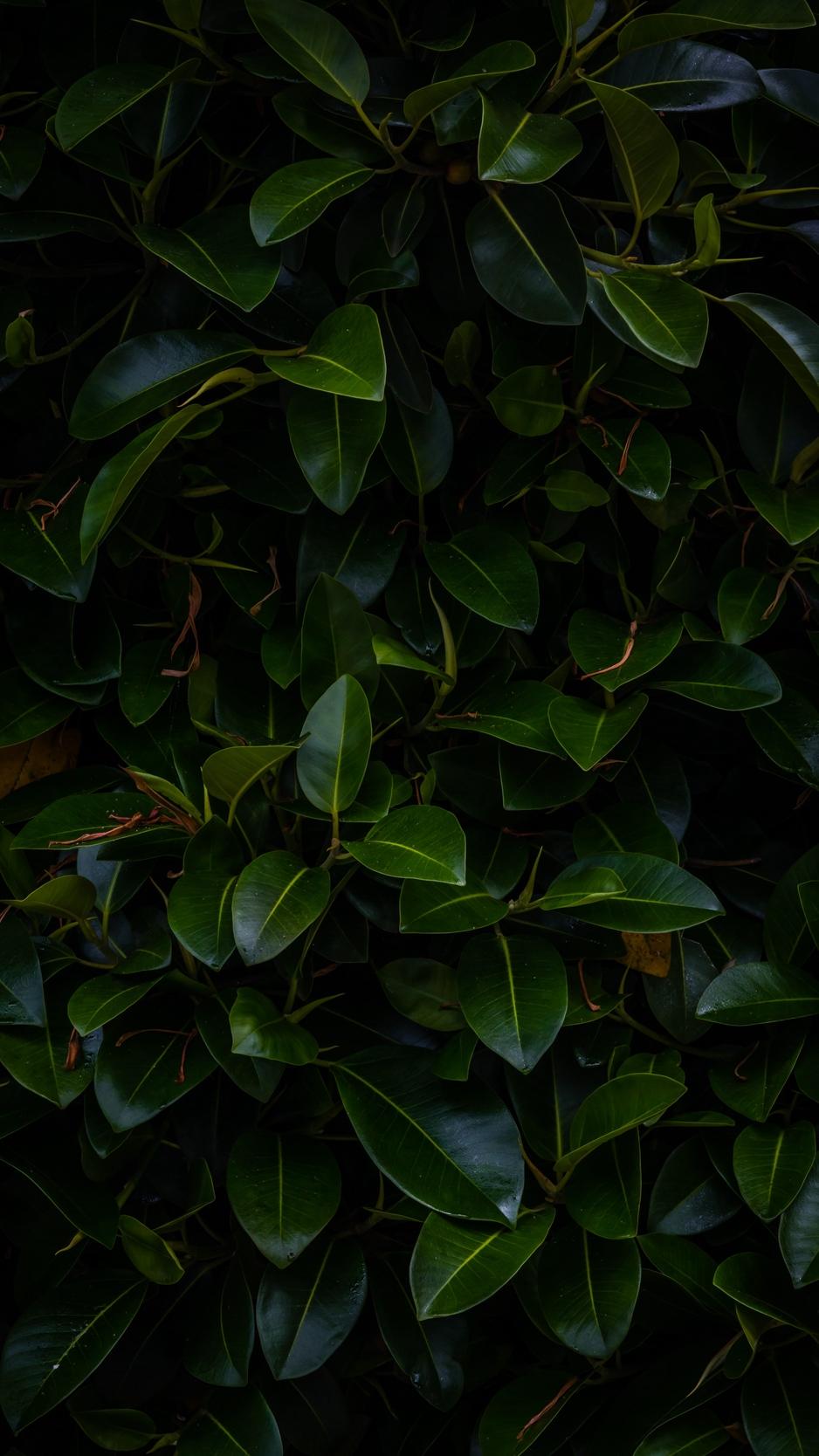 Download wallpaper 938x1668 leaves, plant, green, dark