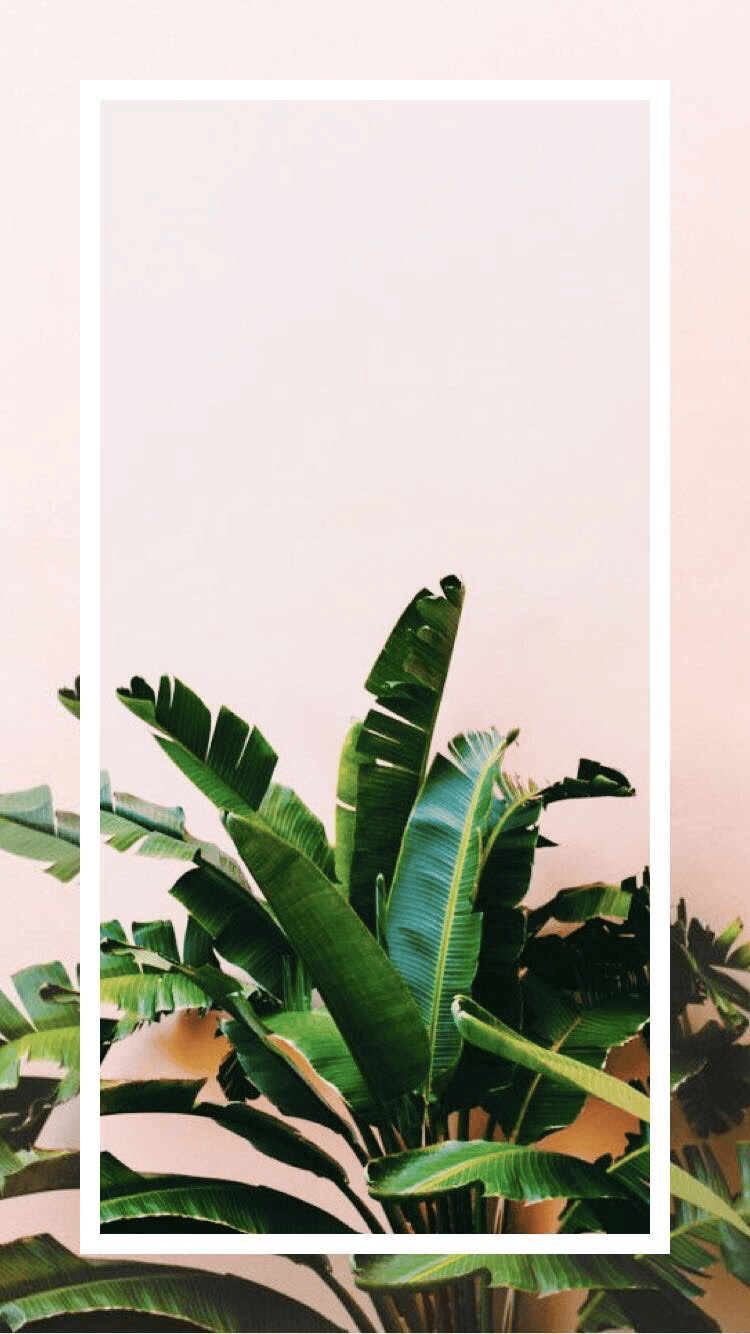 Pantalla. Background phone wallpaper, Plant