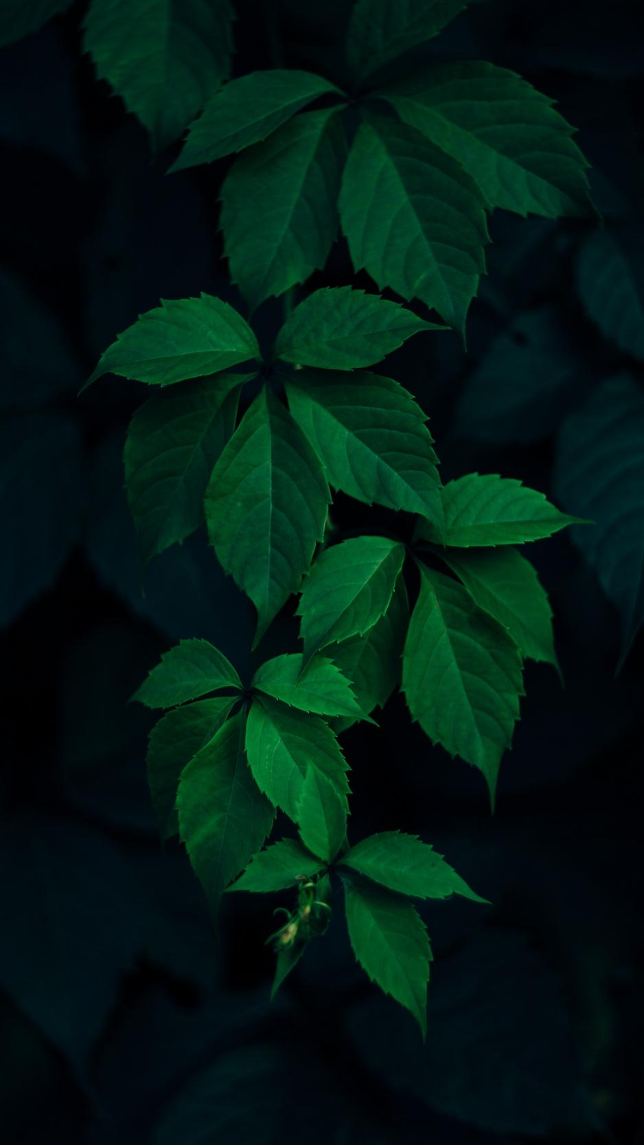 Download wallpaper 938x1668 leaves, green, branches, dark