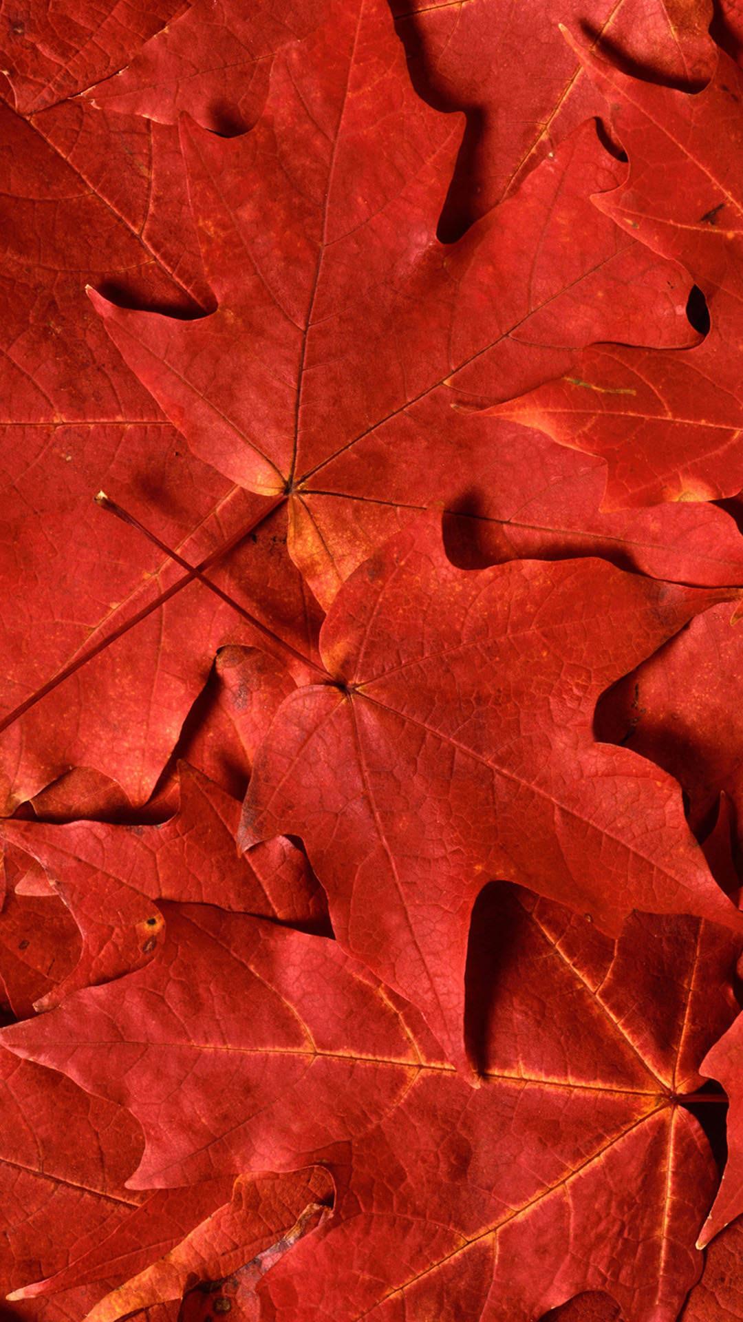Red Leaf Wallpaper