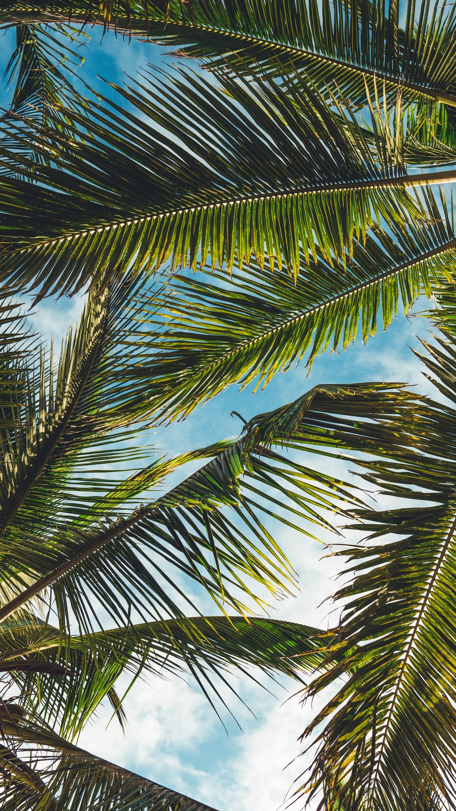 Download wallpaper 938x1668 palms, leaves, branches, tropics