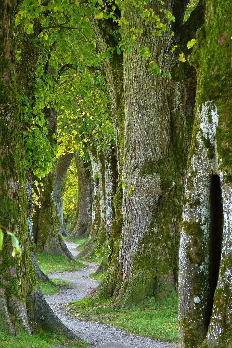HD wallpaper: gray pathway between trees, old, avenue