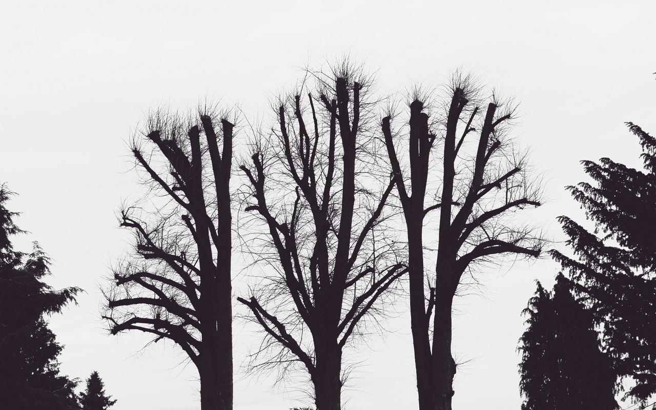 Download wallpaper 1280x800 trees, branches, aesthetic, bw