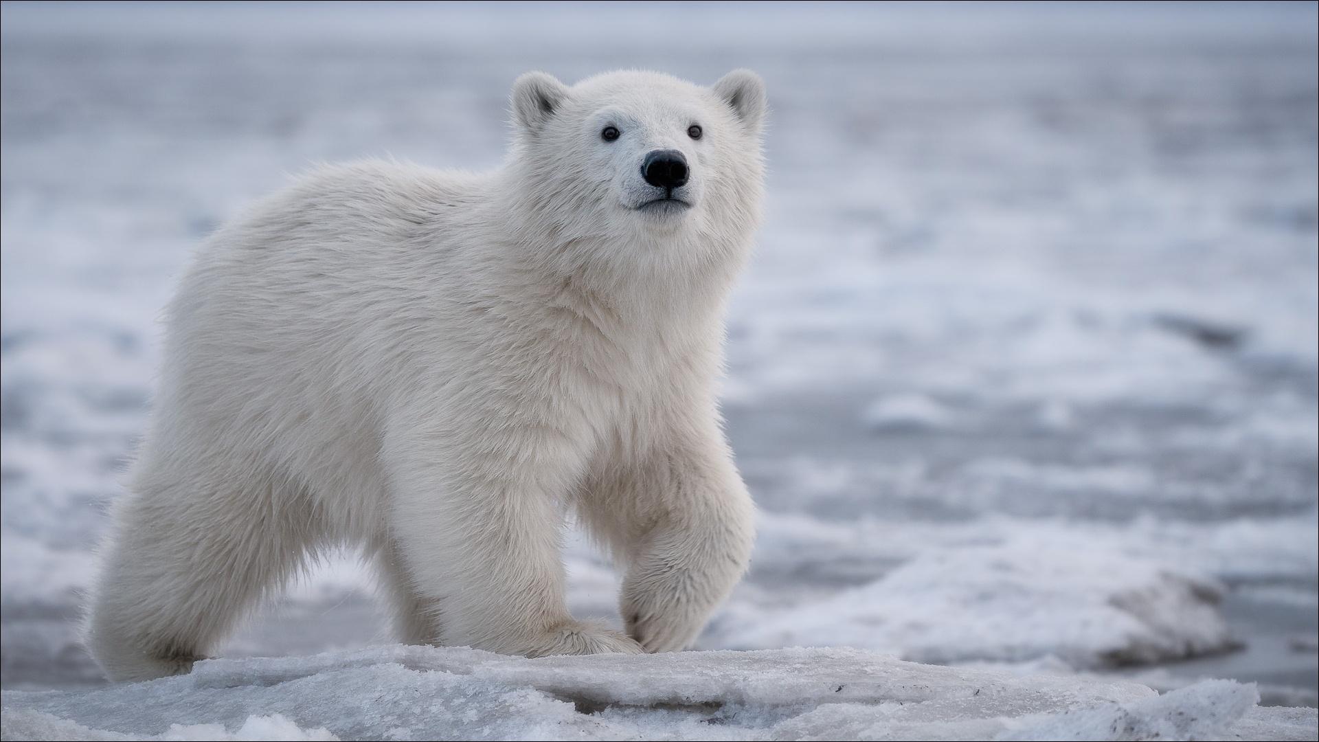 Wallpaper of Ice, Baby Animal, Cub, Polar Bear, Wildlife
