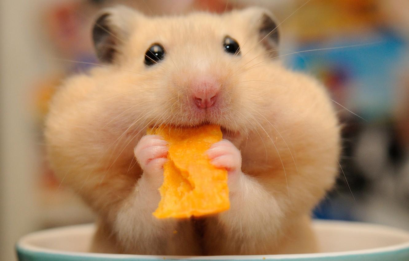 Kawaii Hamster Desktop Wallpapers - Wallpaper Cave