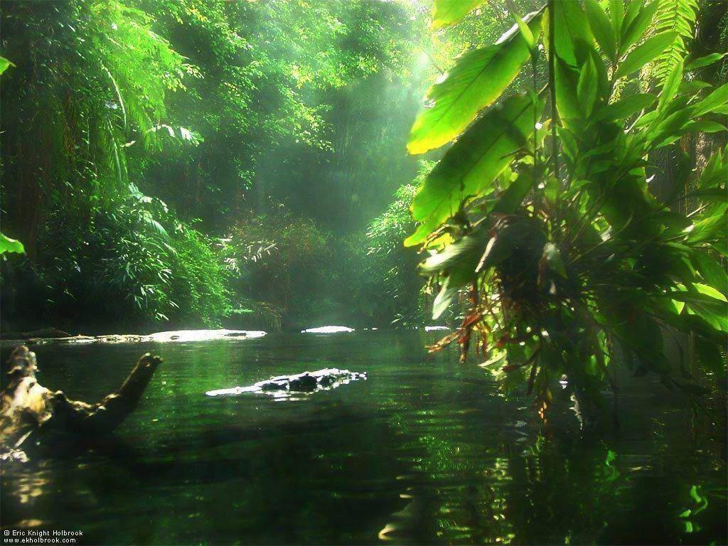 Nature wallpaper, Amazon rainforest.com