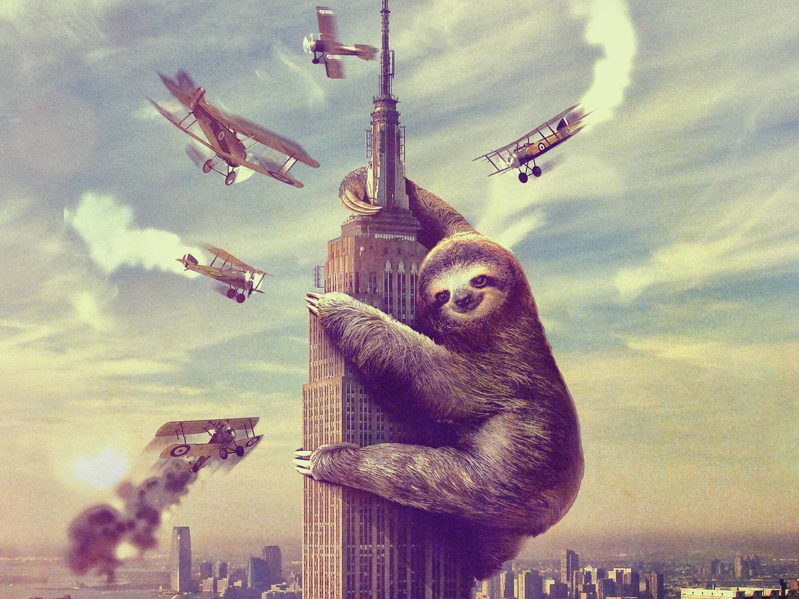 all my sloth wallpaper