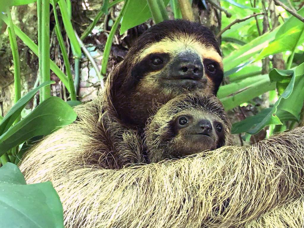 Baby Sloth Reunited With Mom in Moving Video