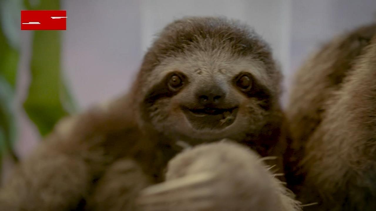 It's International Sloth Day