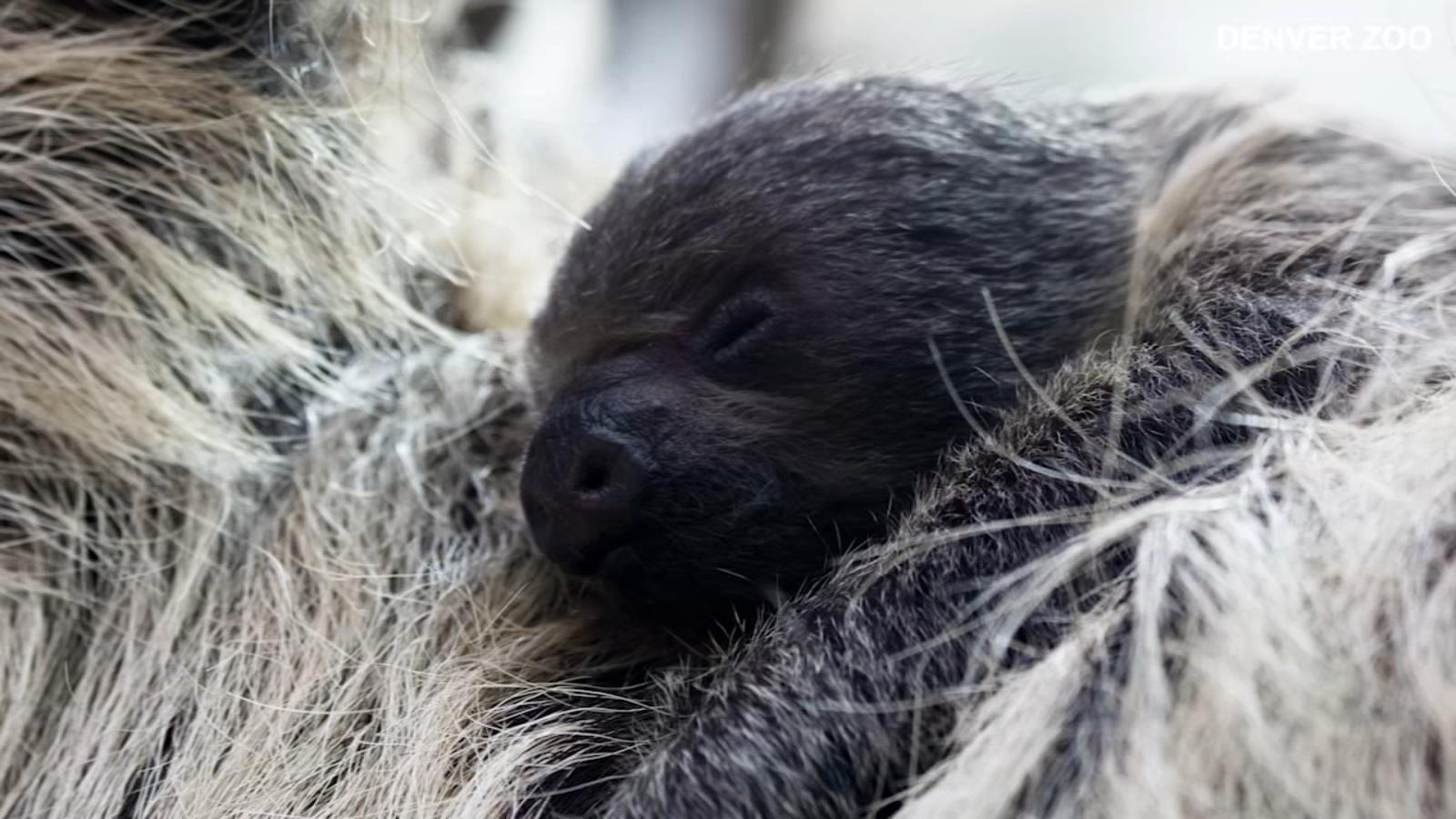 Denver Zoo welcomes baby sloth