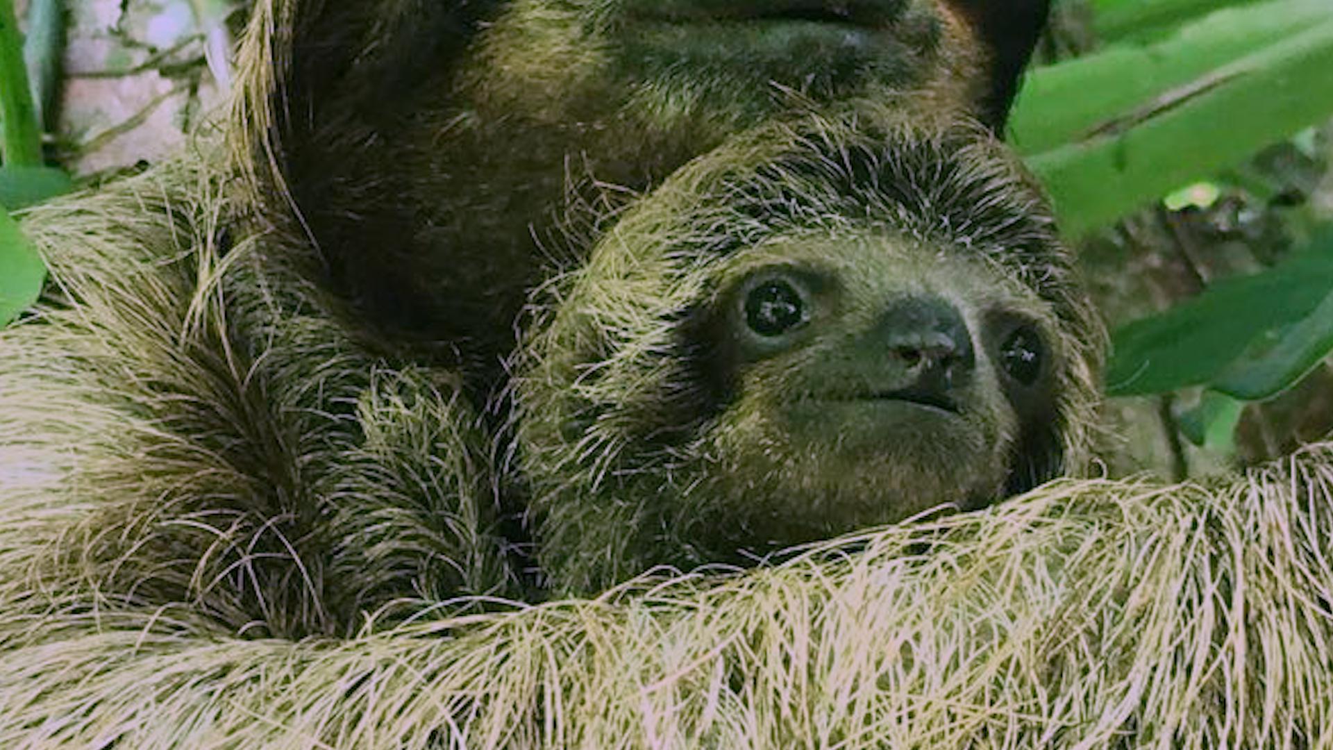 Rescuers Reunite Baby Sloth and Mom Using Audio Recordings