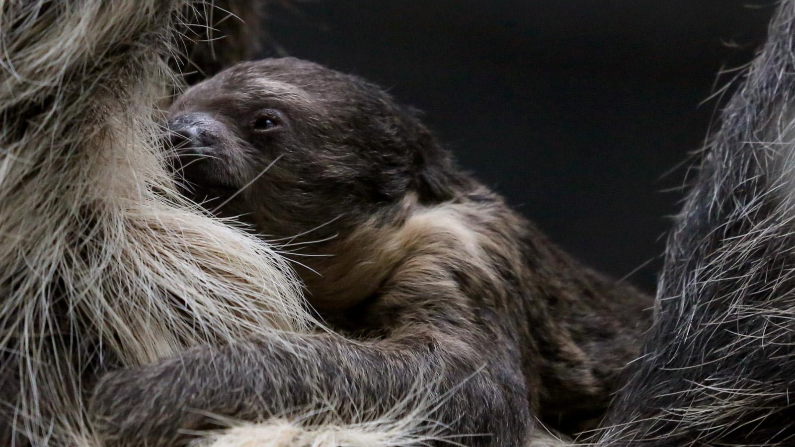VIDEO: Baby Sloth At Denver Zoo Starting To Eat Solid Food