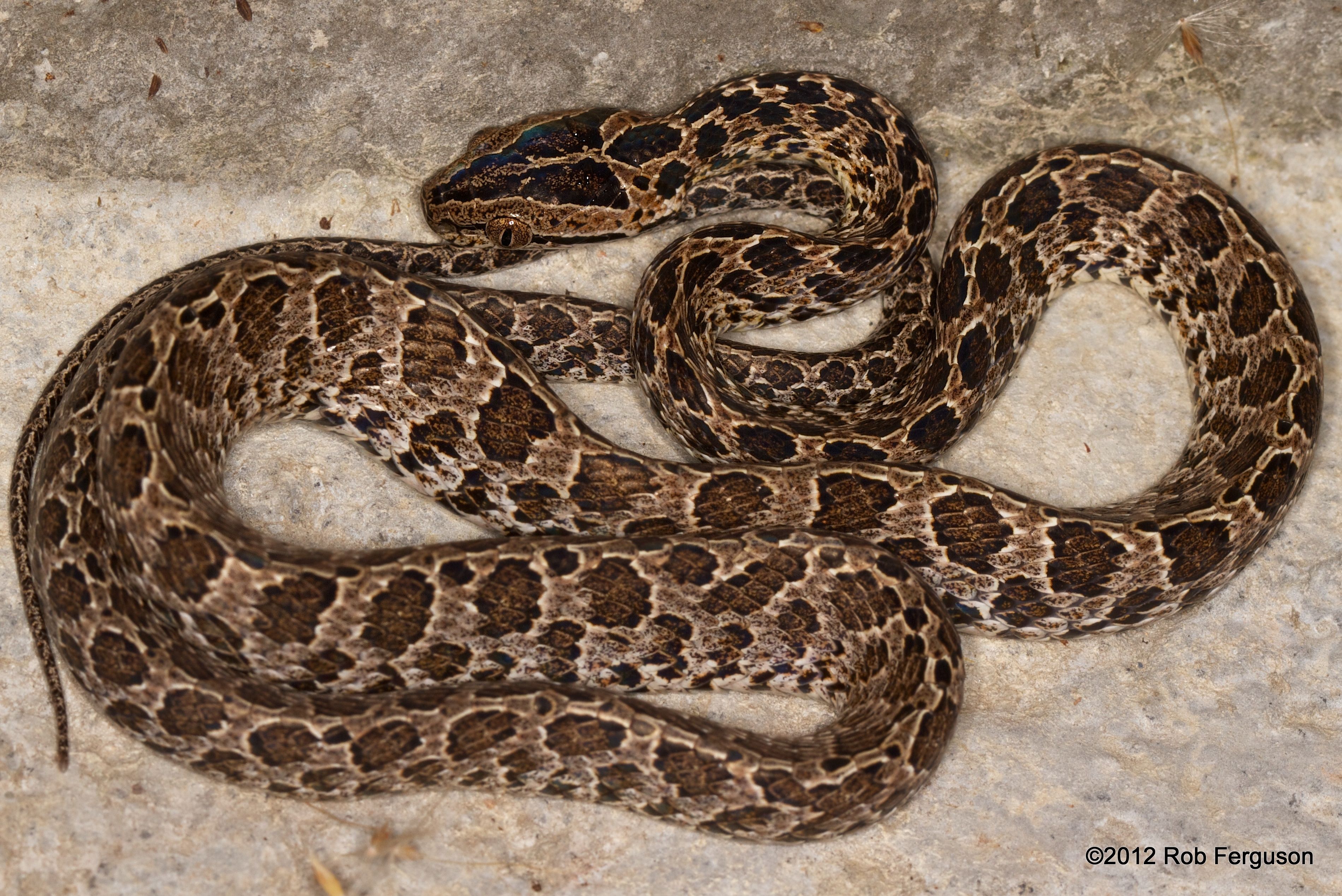 Large Spotted Cat Snake Boiga Multomaculata. Snakes. Snake