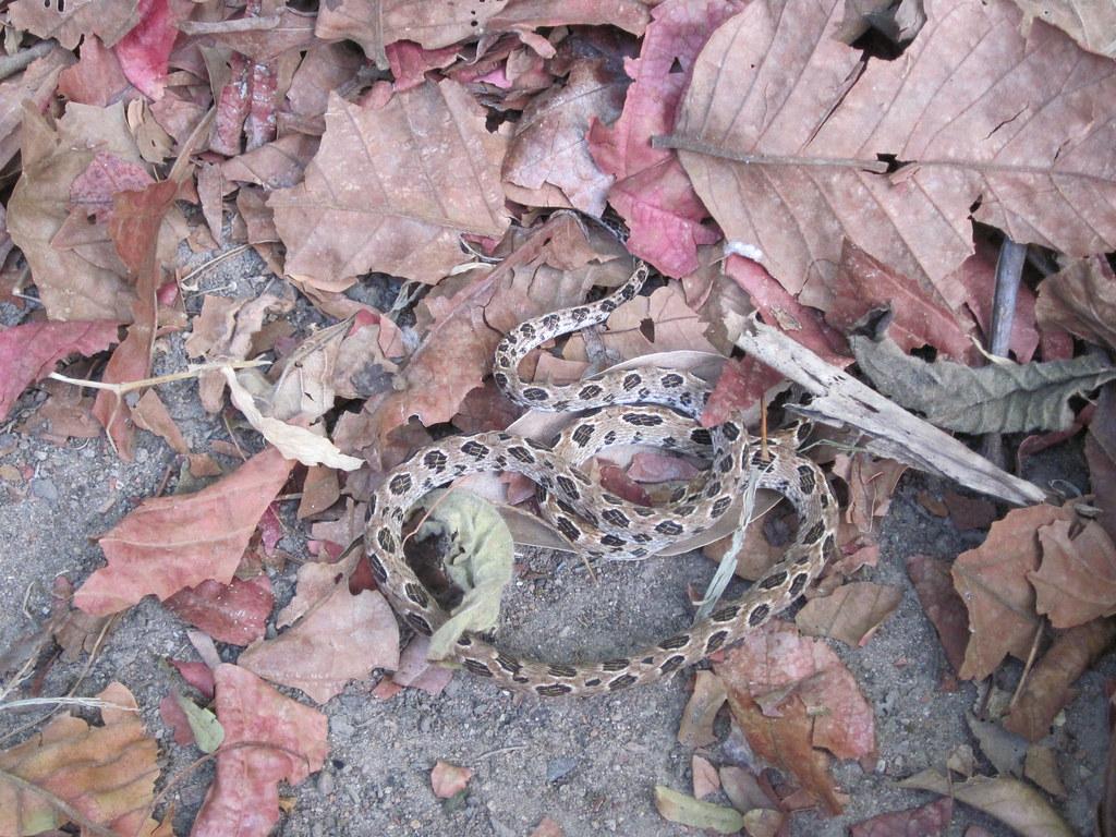 Likely Boiga Multomaculata (many Spotted Cat Snake) As Spo