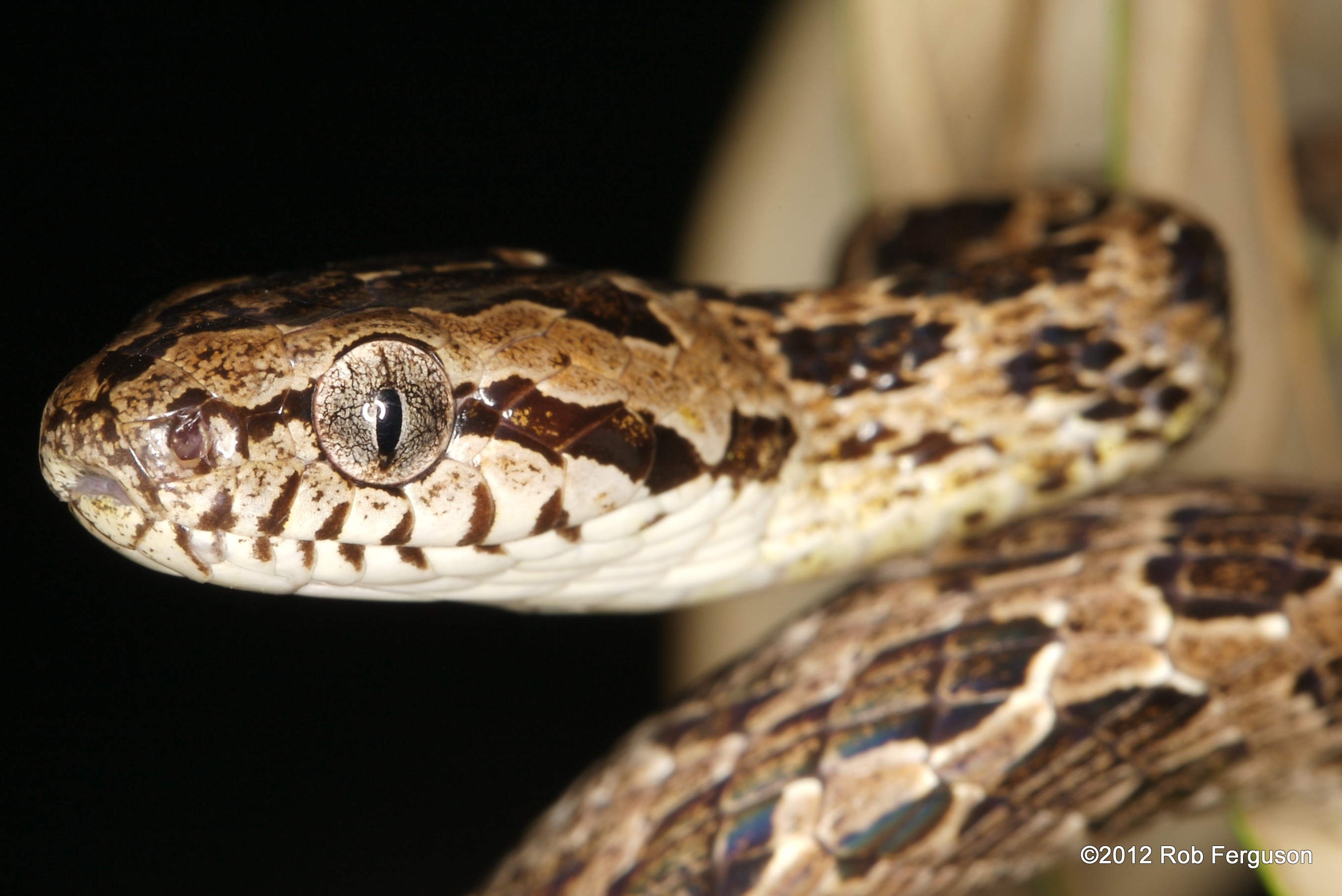 Many Spotted Cat Snake