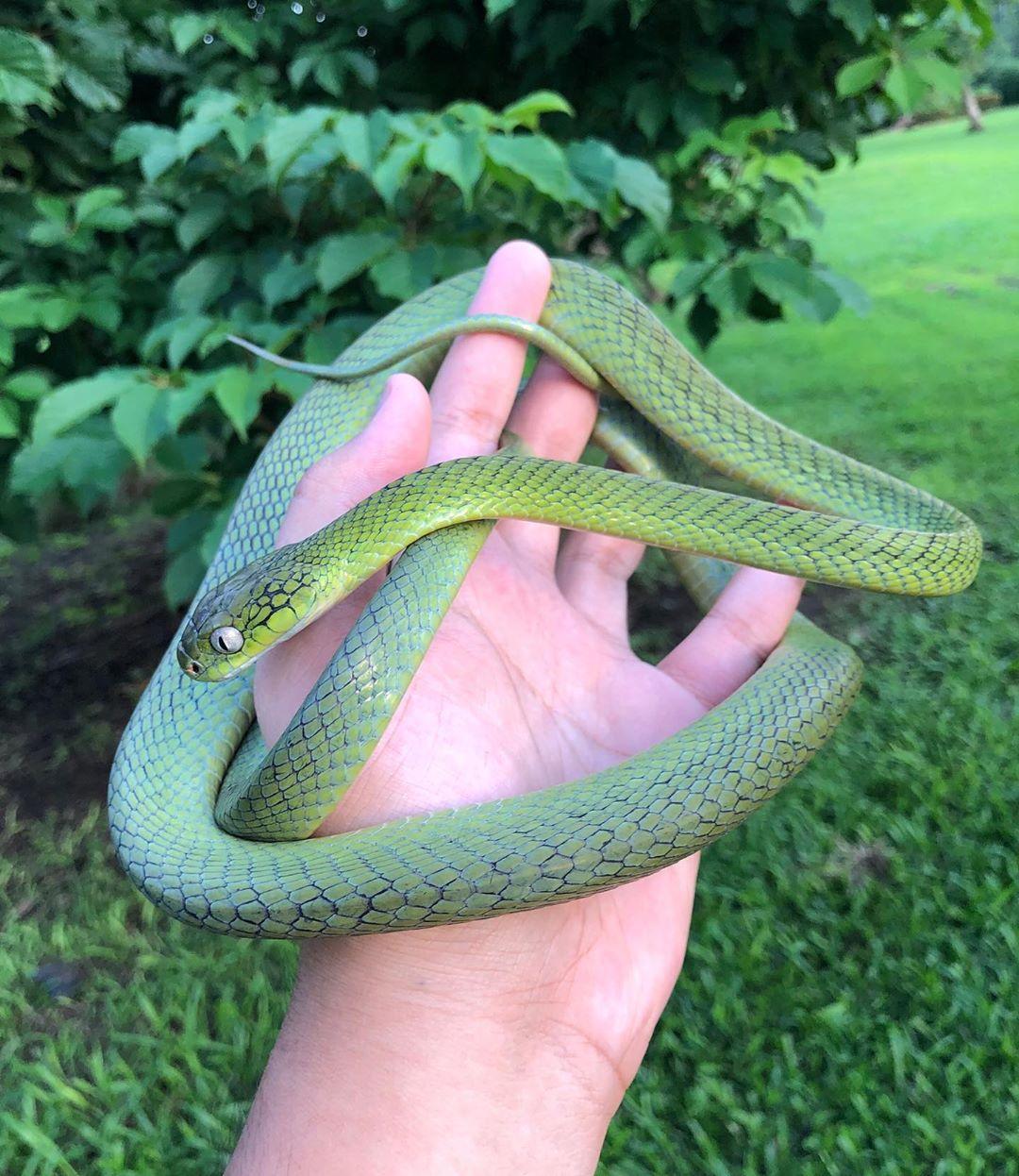 thaisnake Photo image pics