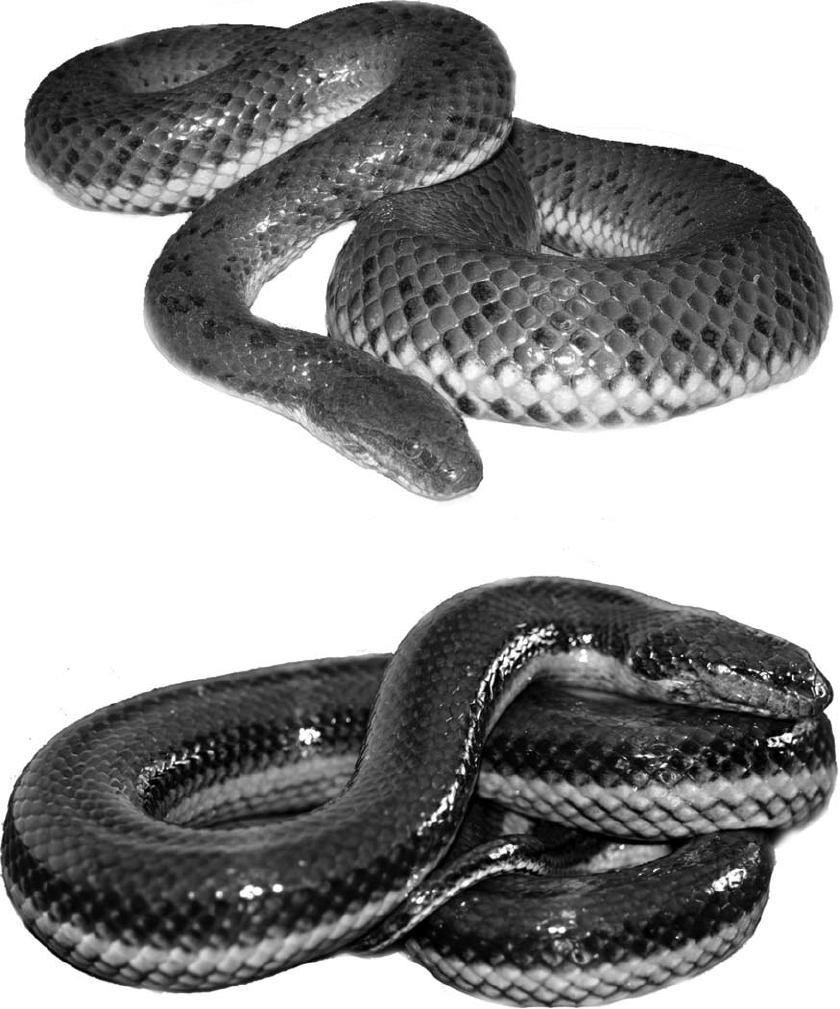 Top. Myrrophis chinensis from Tawian. Photo