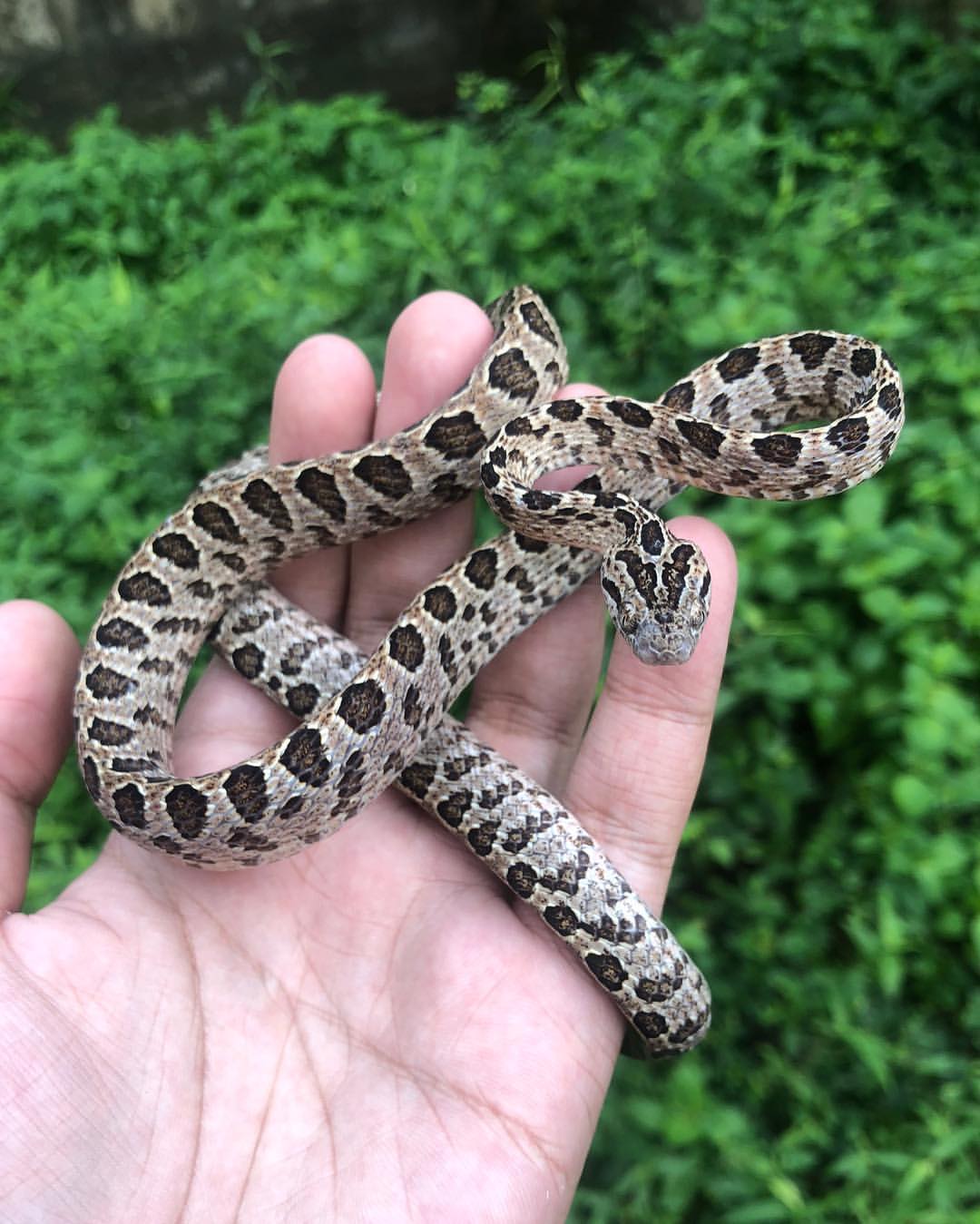 image tagged with #BoigaMultomaculata on instagram