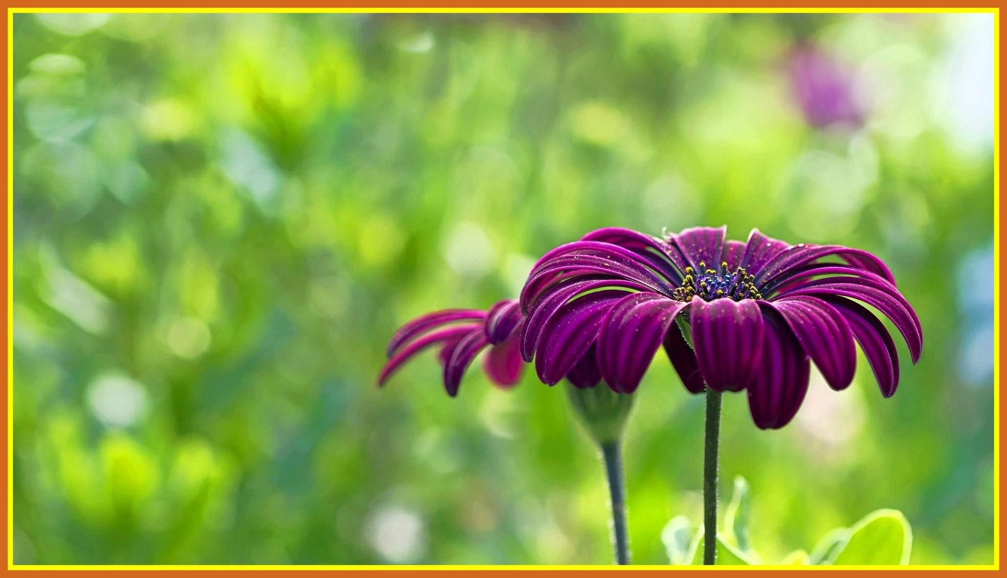 Flower Wallpaper Flower Wallpaper Computer Inspiring