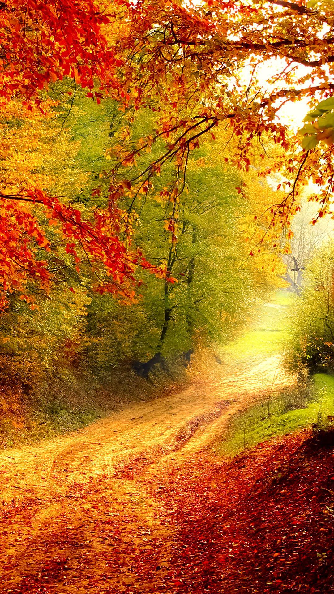 Autumn Bend HD Wallpaper For Your Mobile Phone .6526