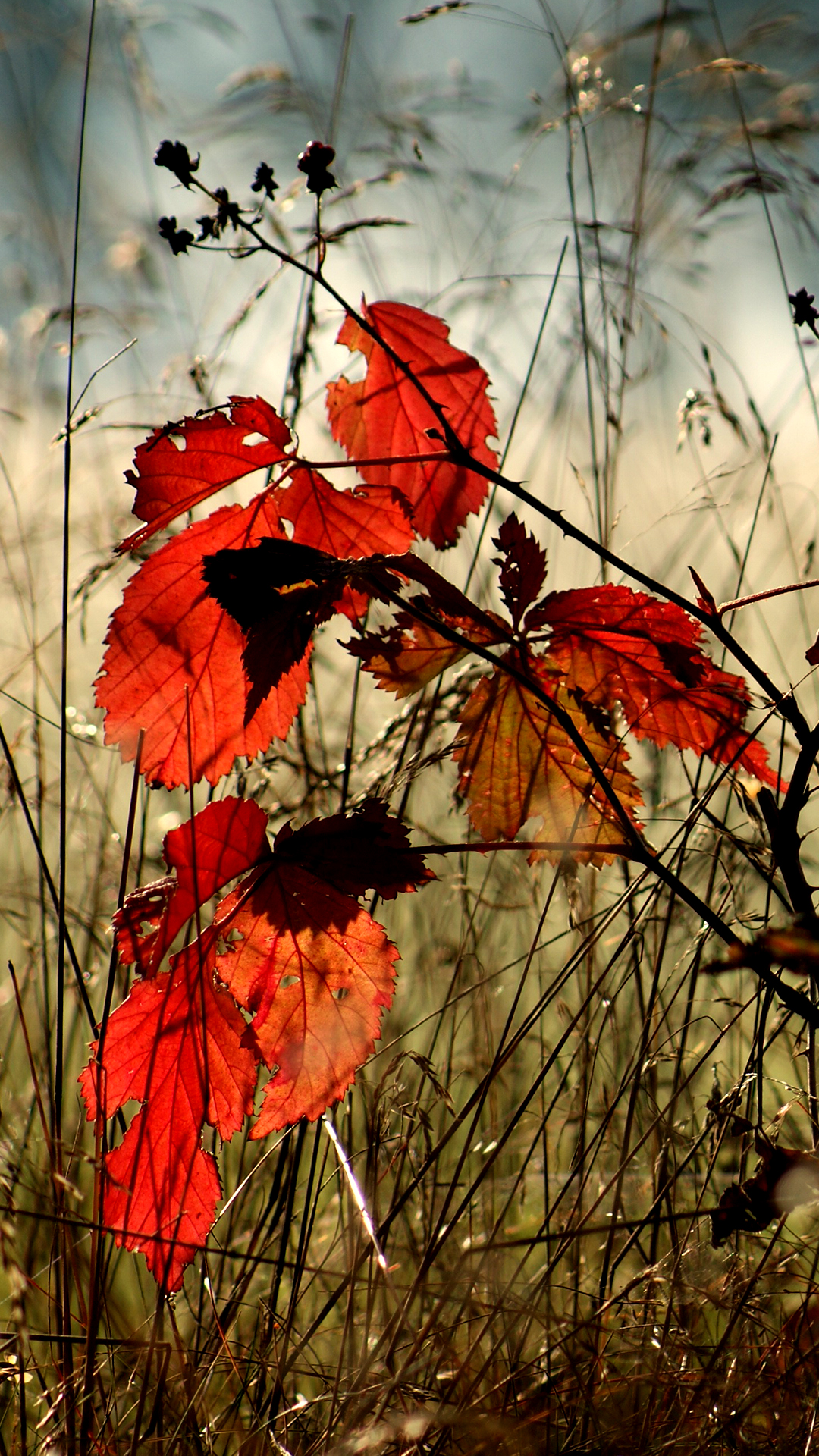 Autumn Leaves Phone Wallpaper Phone Wallpaper HD