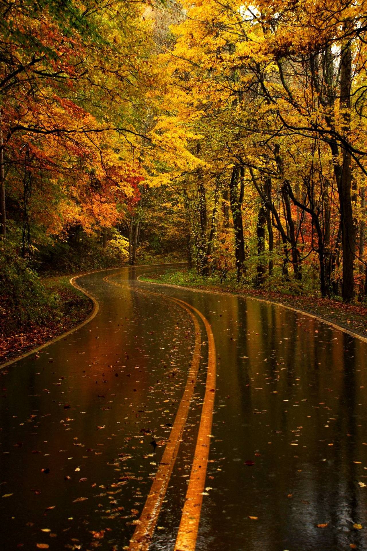 Autumn Forest Road Mobile wallpaper Download