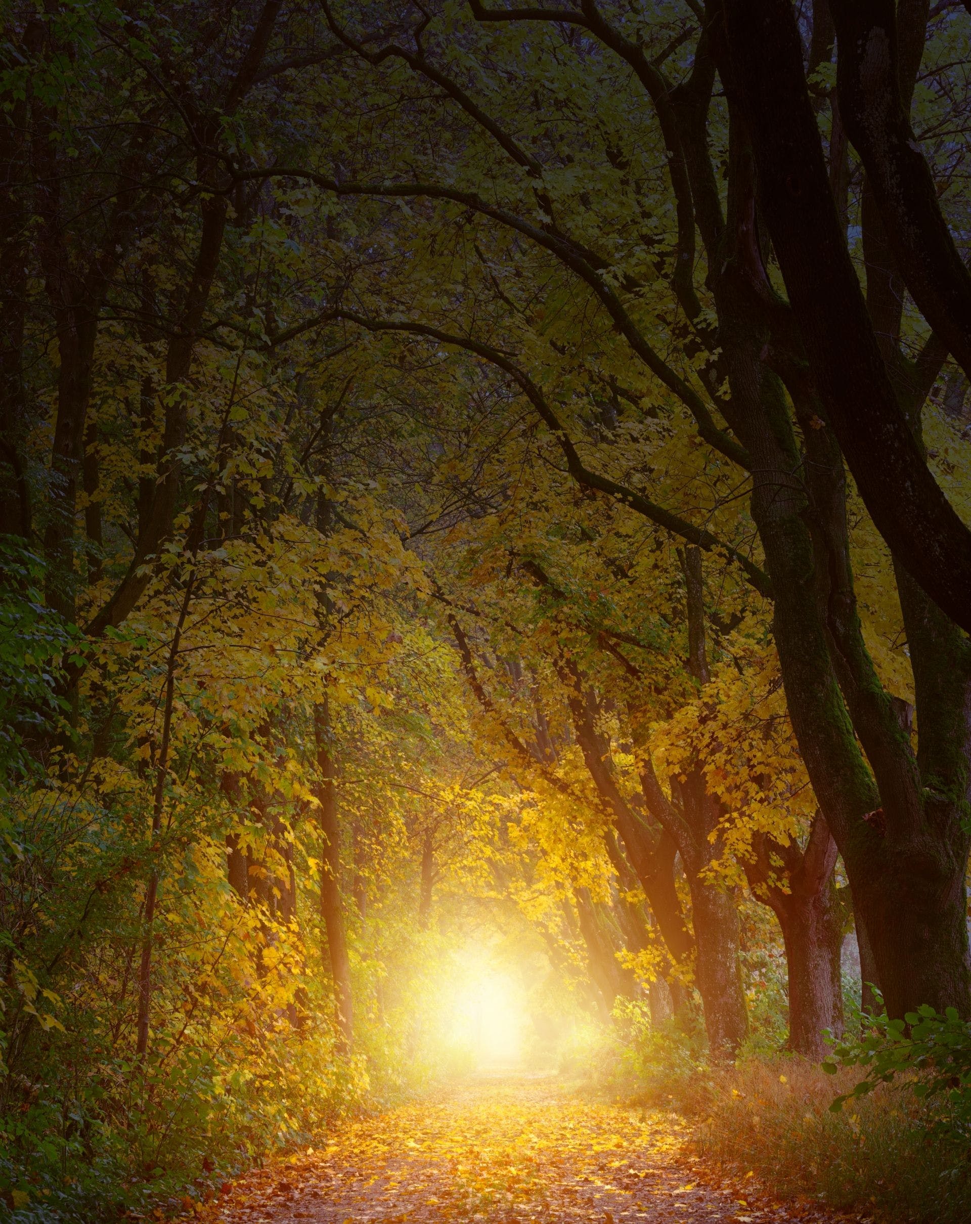 HD Autumn Forest Mobile Wallpaper
