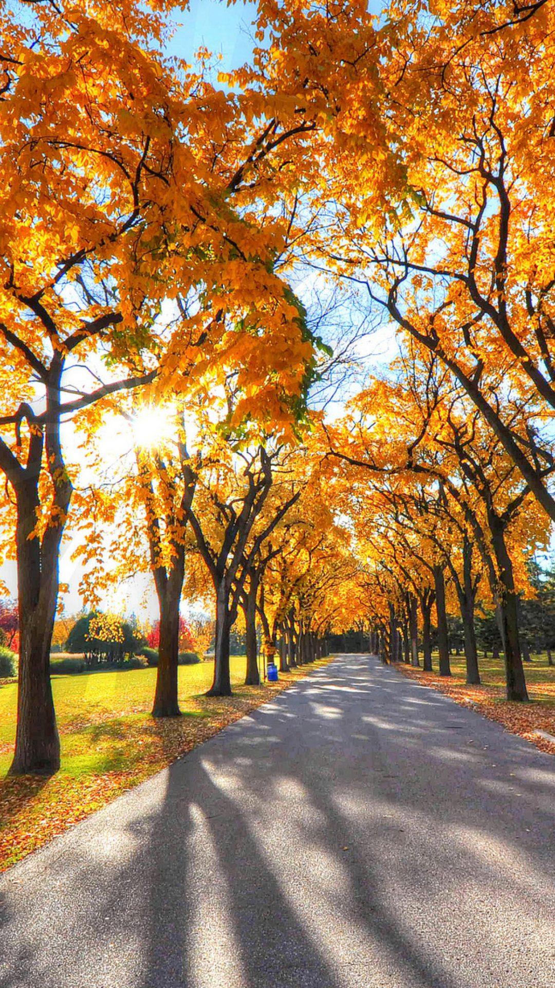 Autumn Trees Road Nature 4K Wallpaper