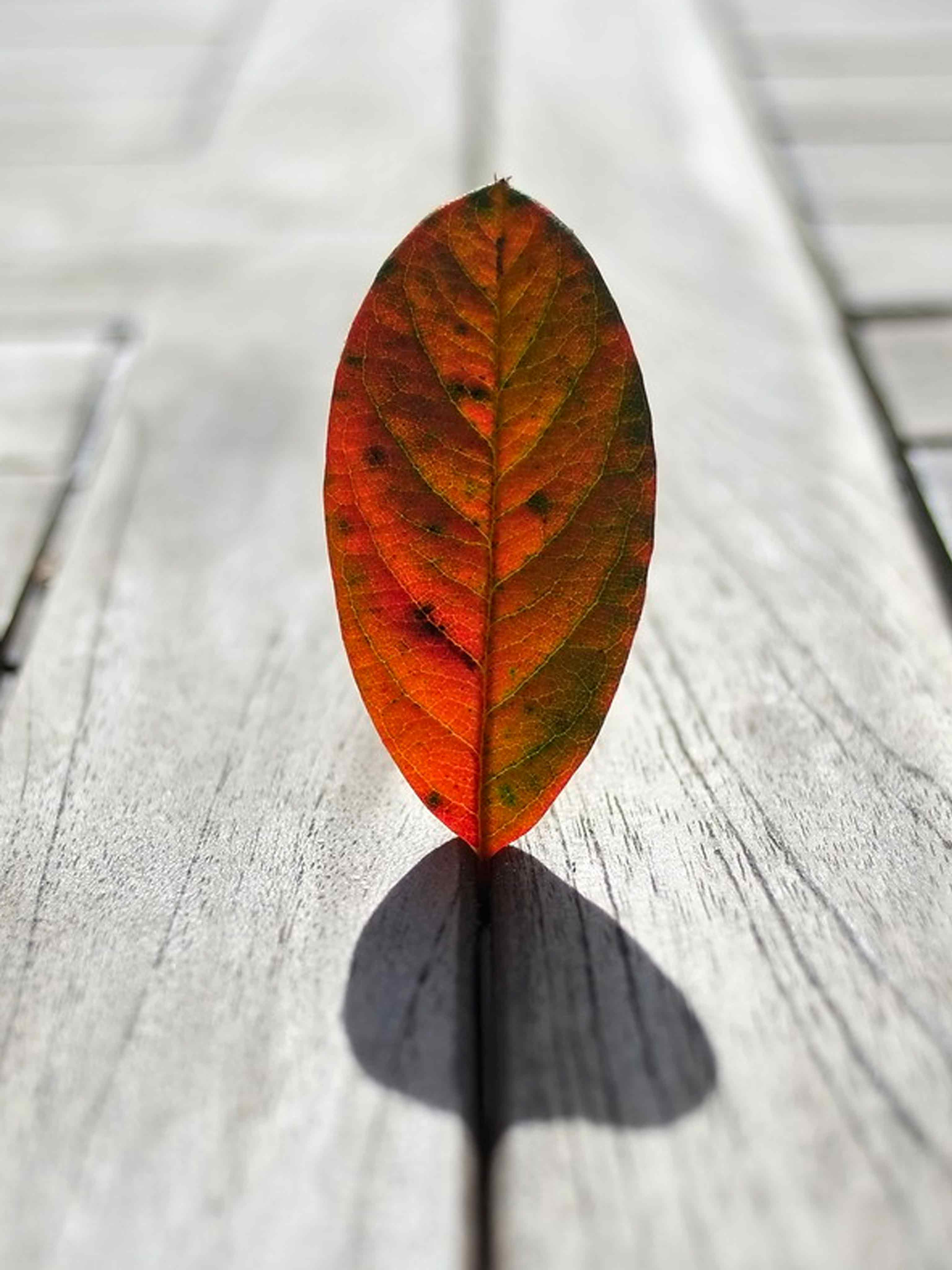 Autumn Leaf Mobile Wallpaper