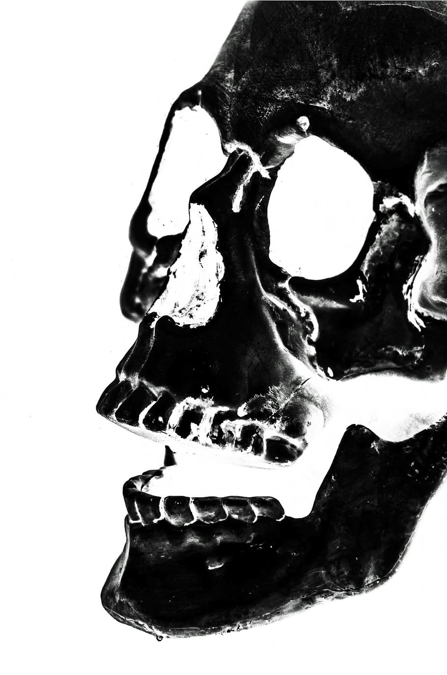HD Wallpaper: Closeup Photo Of Skull X Ray, Halloween