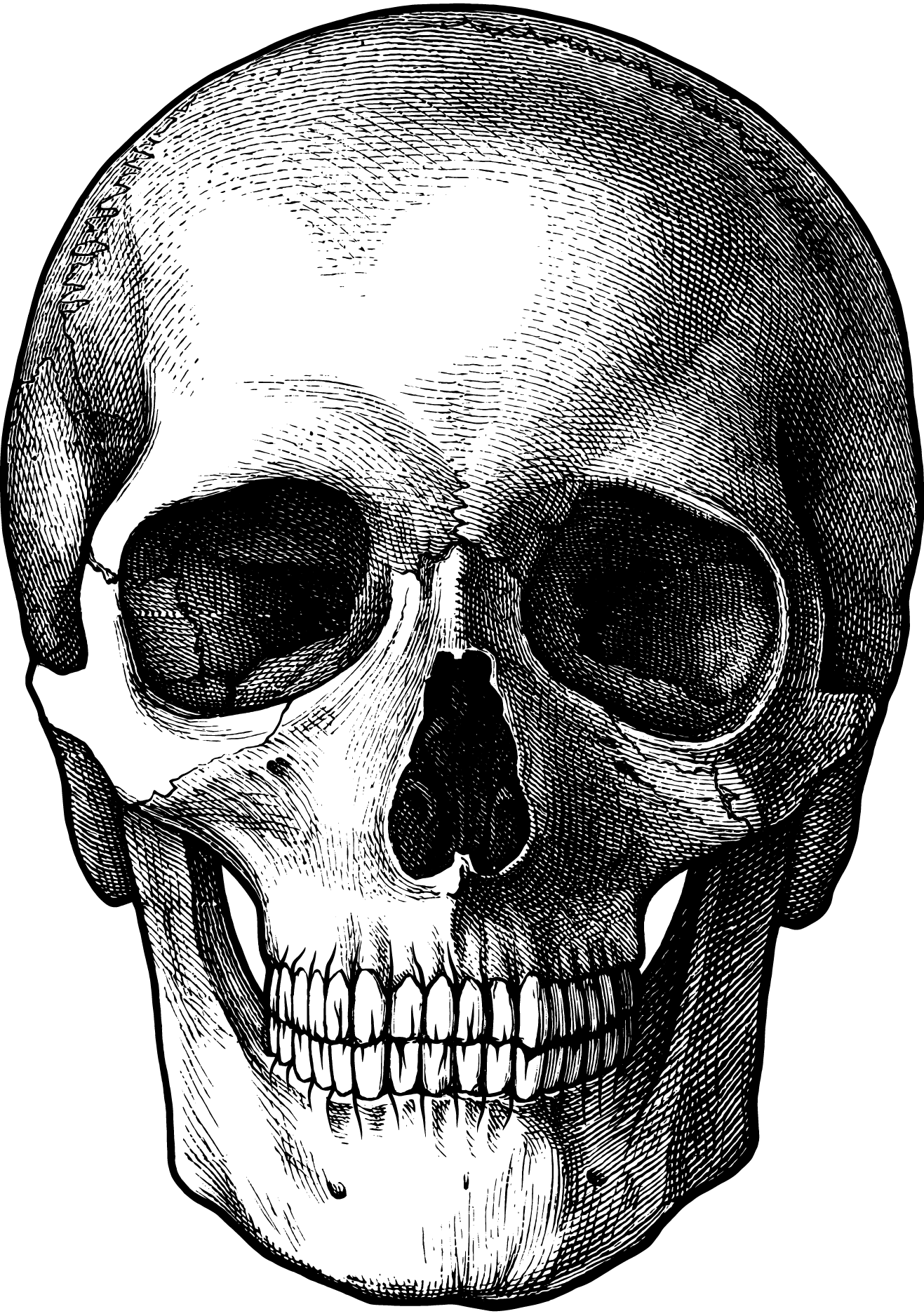 Skull Teeth Drawing. Explore