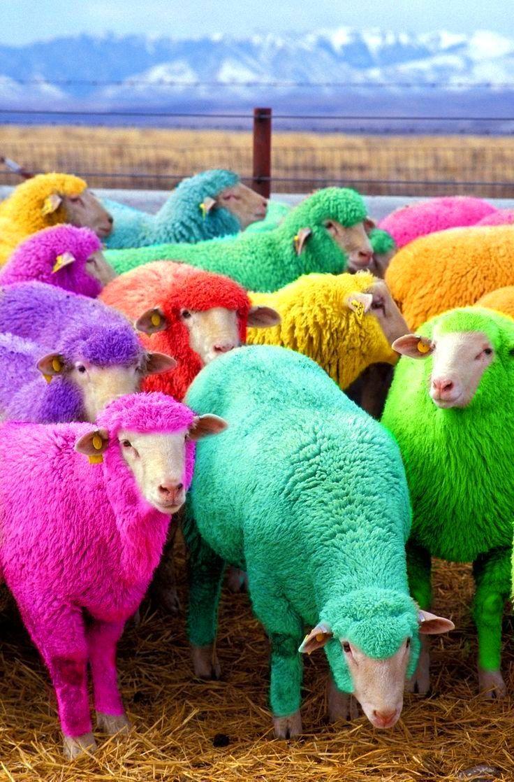 Colorful Wooly Dyed Sheep Bit Nerds