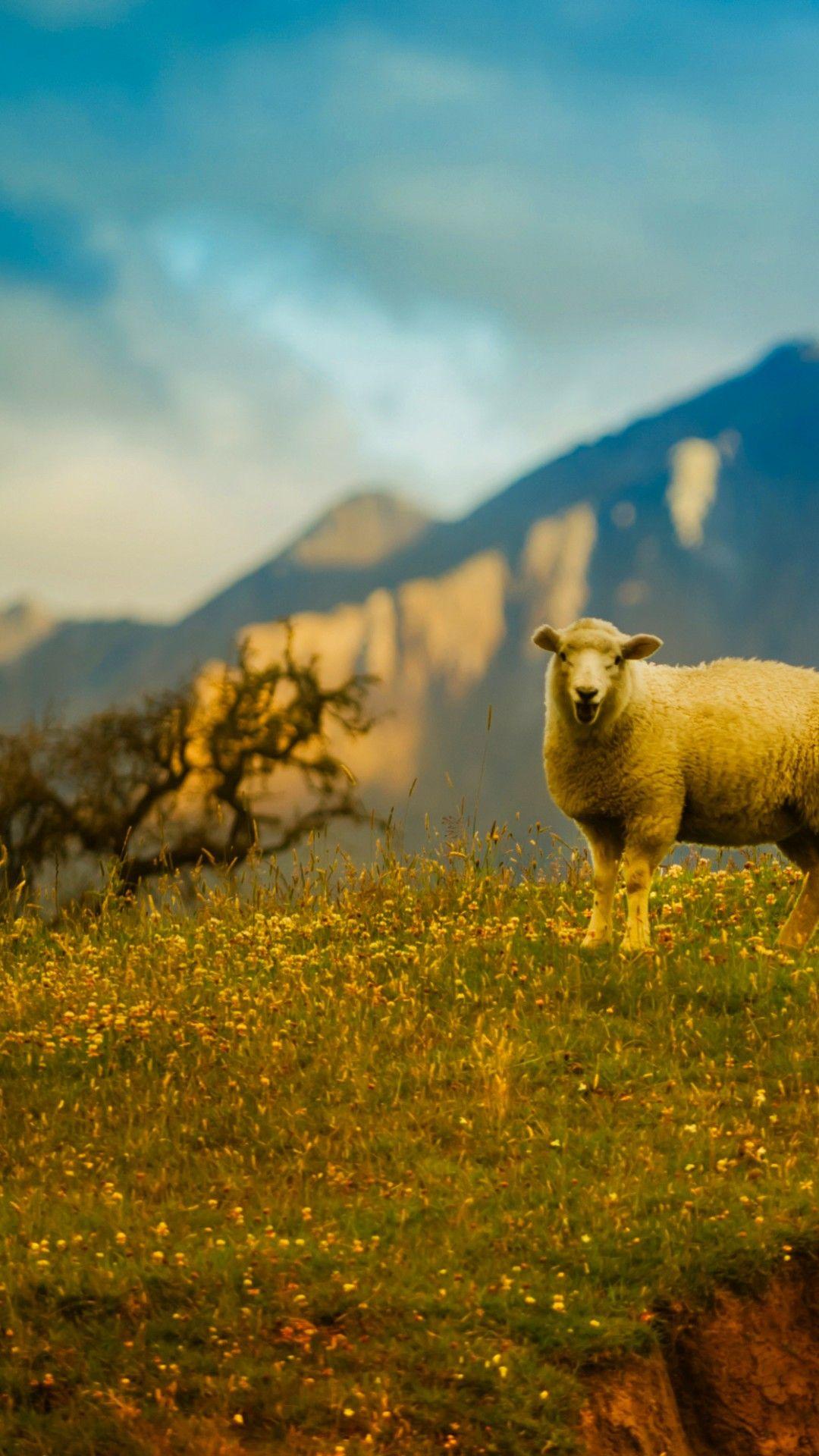 Free Nature Sheep Mountain Grass New Zealand Landscape desktop