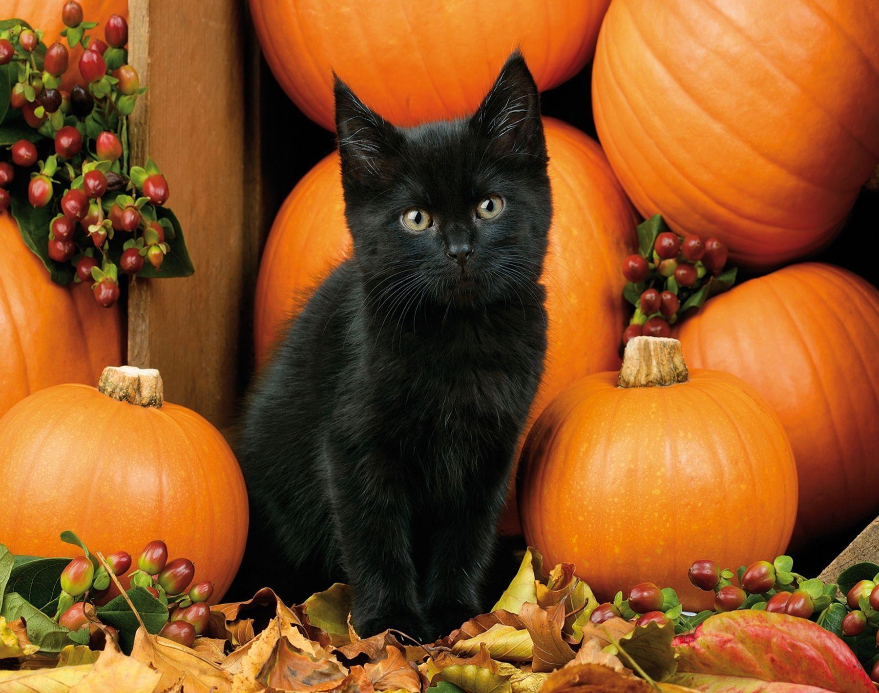 Halloween Cat Pumpkins Wallpaper