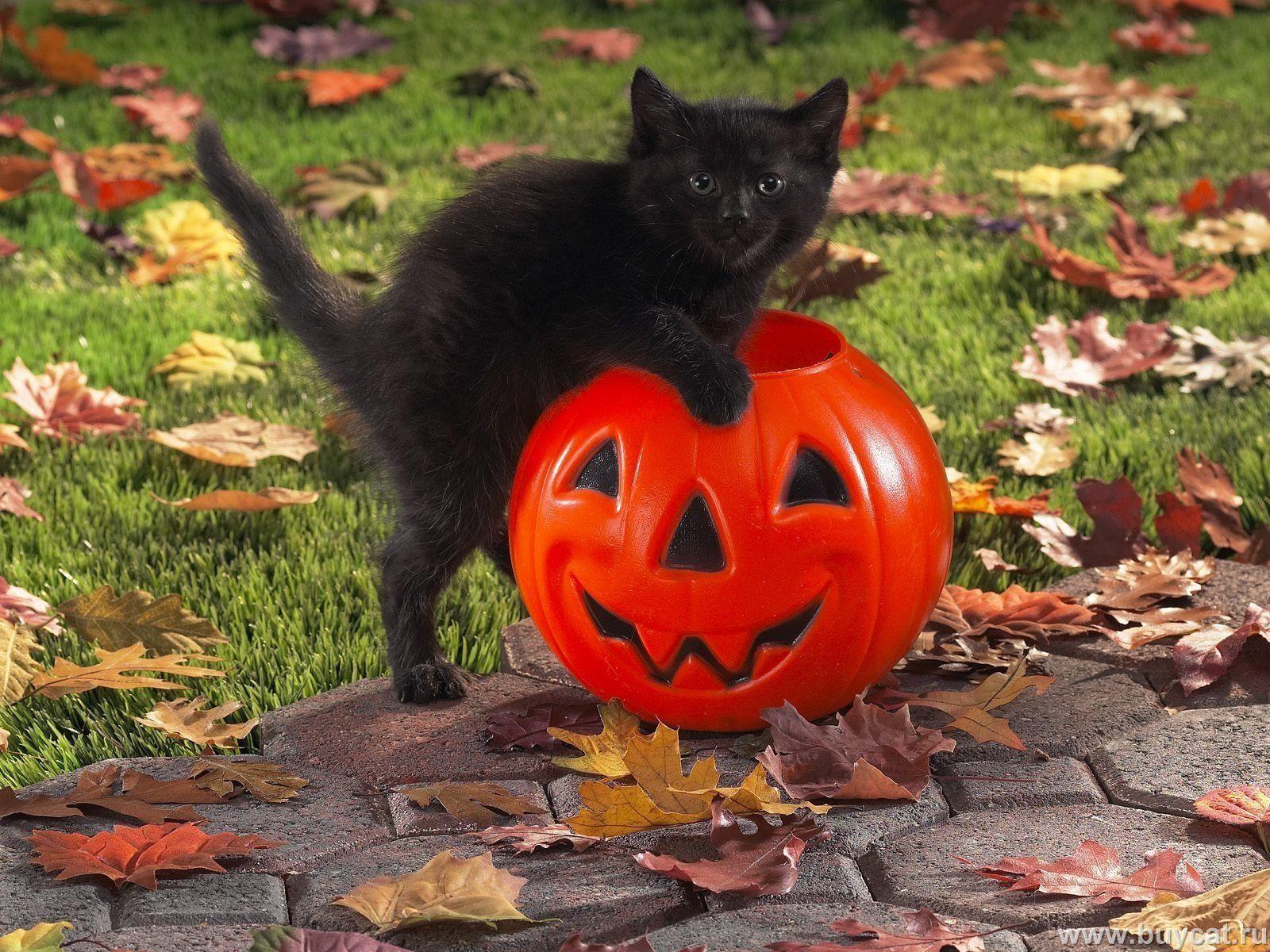 halloween kittens. Black Cat celebrates Halloween