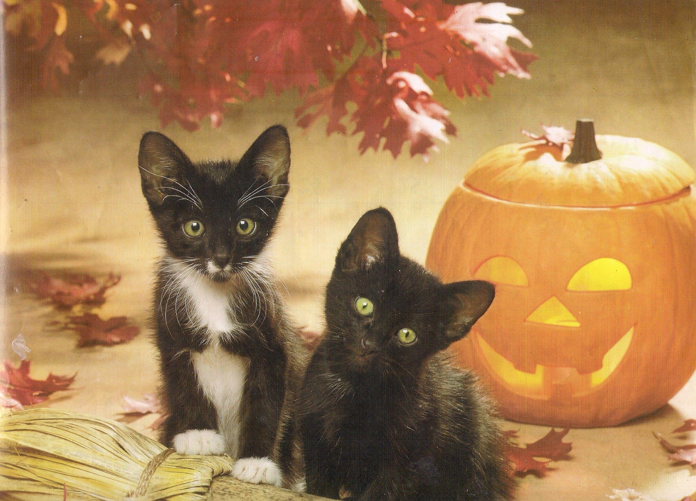 Black Halloween Kitten Wallpaper