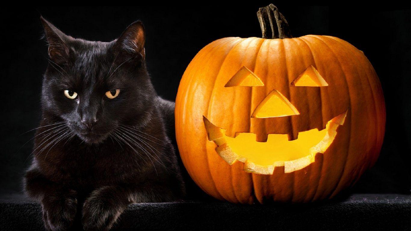 Black Cats and Pumpkins Desktop Wallpaper at