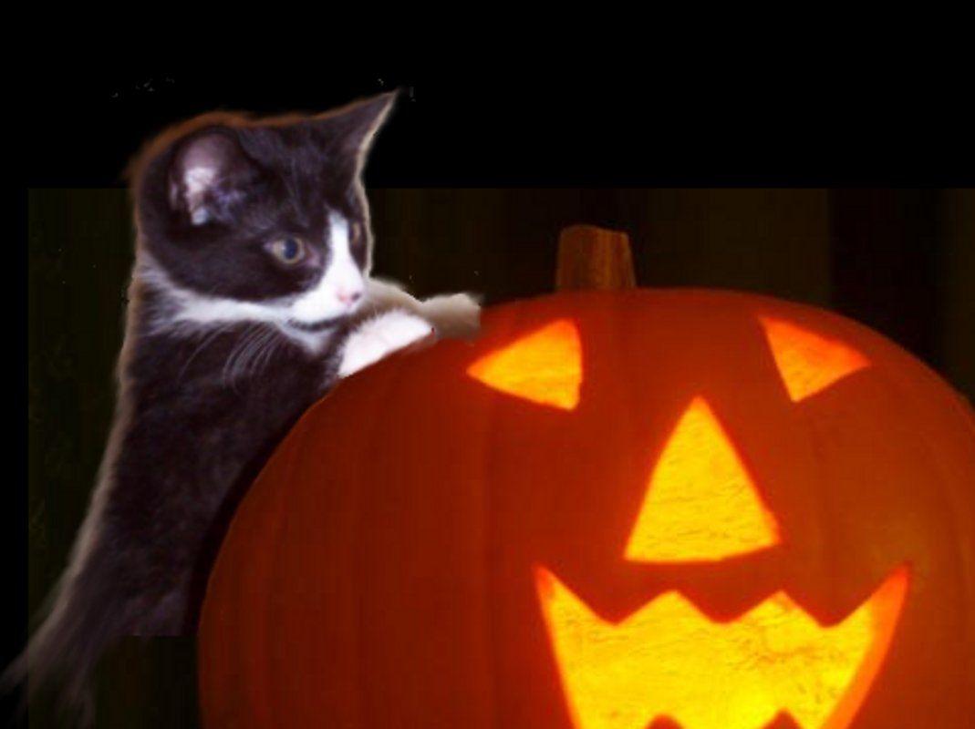 Kitten With Halloween Pumpkin Background Image, Wallpaper or