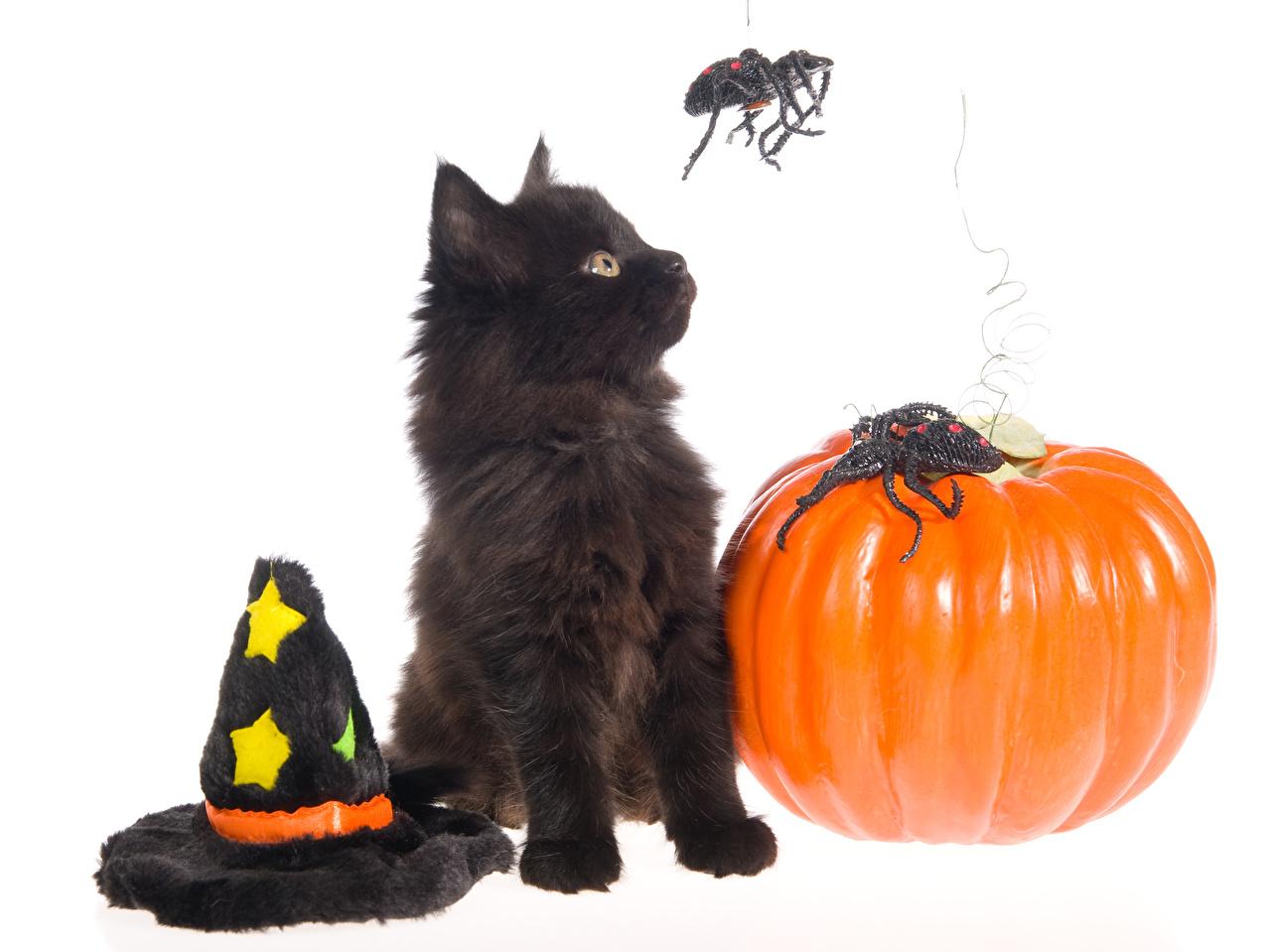 Desktop Wallpaper Kittens cat Spiders Hat Pumpkin Halloween