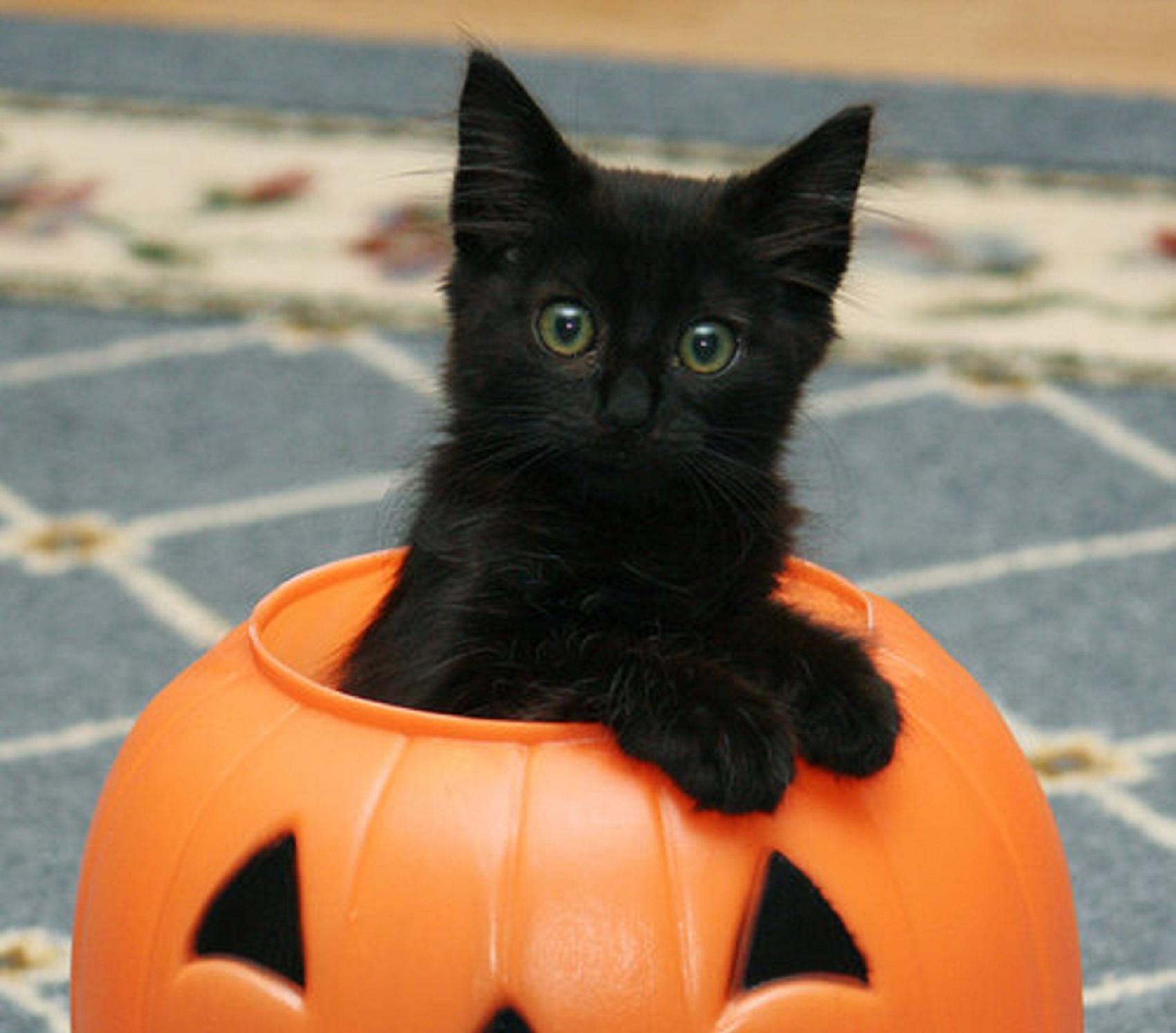 Halloween Kitten Wallpaper