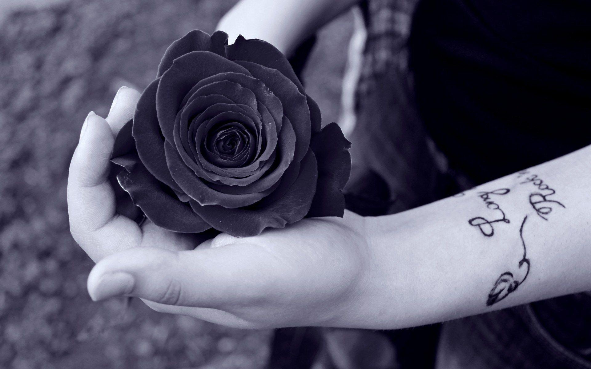 girl holding a rose best wallpaper image conw. Rose