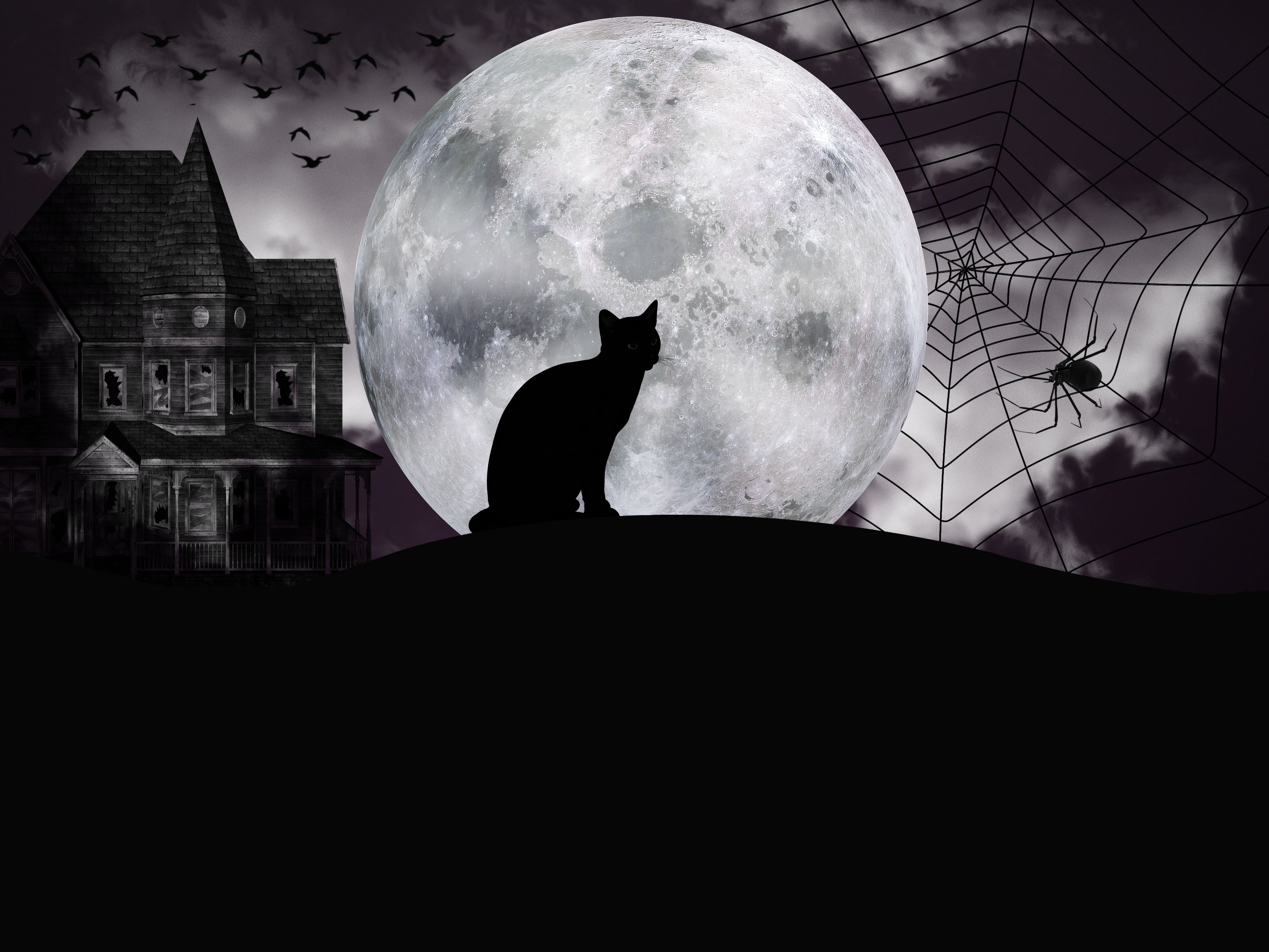 Halloween, House, Spider Web, Moon, Dark, Cat